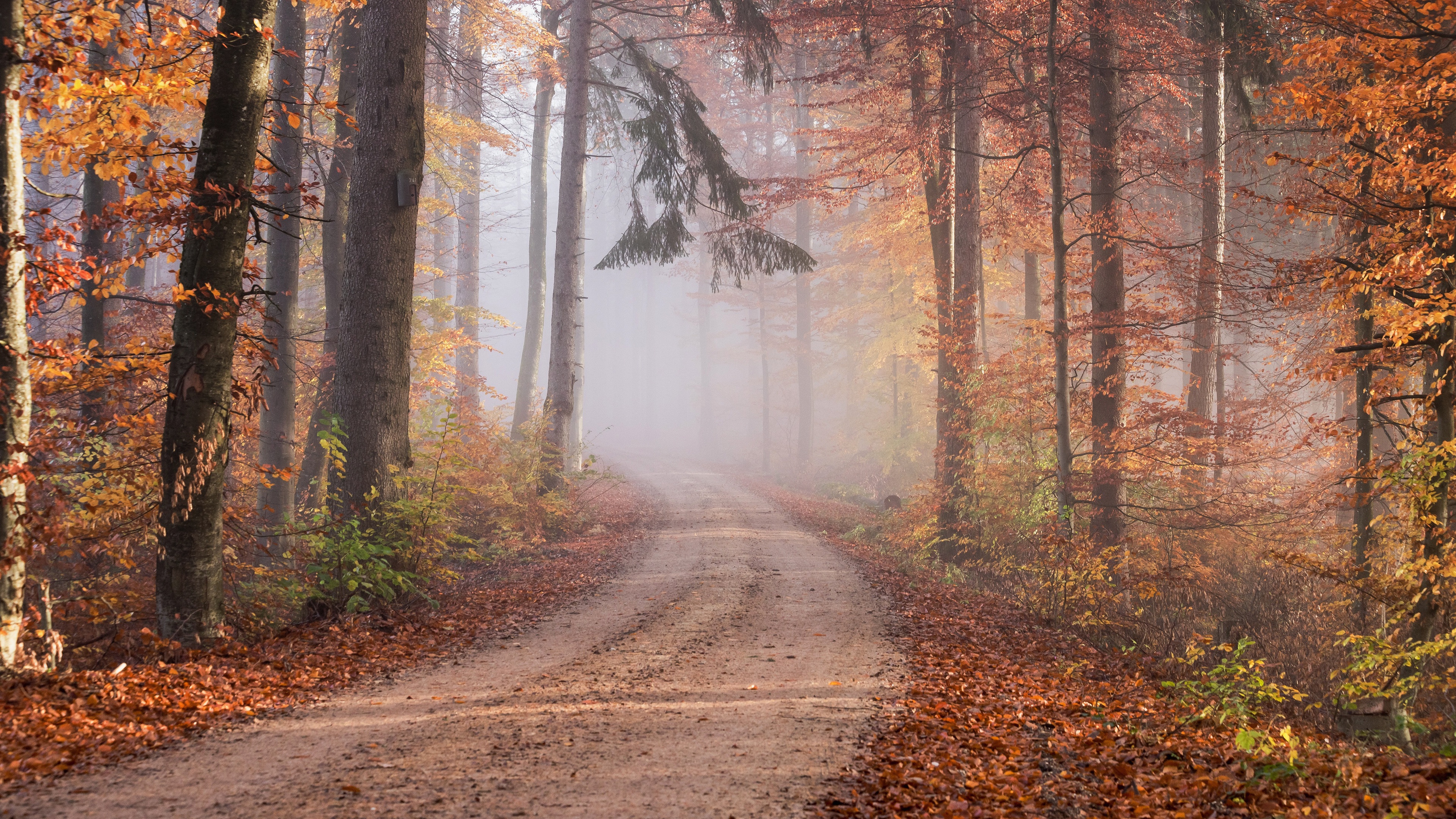 man made, path, fall, fog, forest, road, trunk