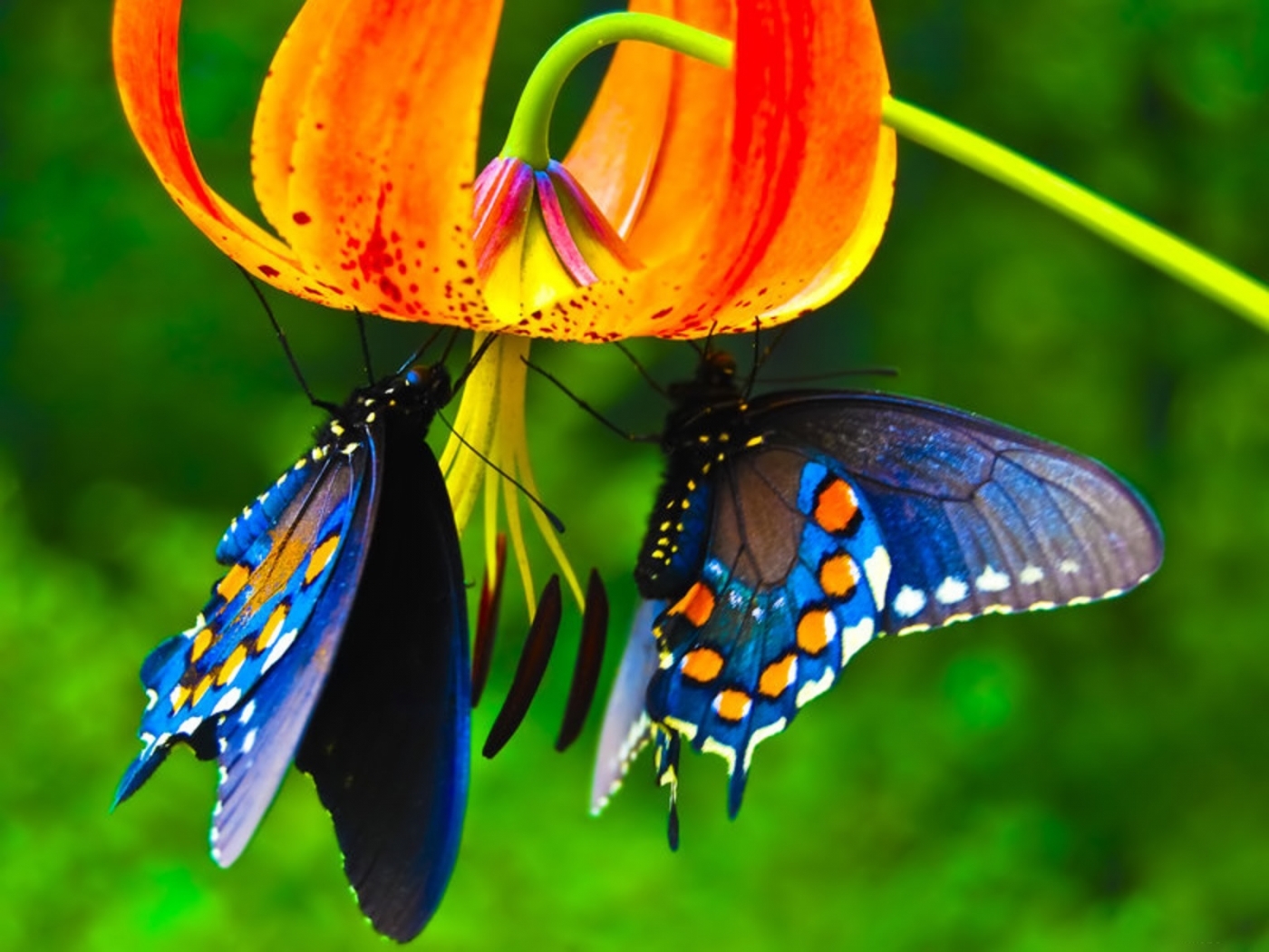 Скачать обои бесплатно Растения, Насекомые, Бабочки, Цветы картинка на рабочий стол ПК