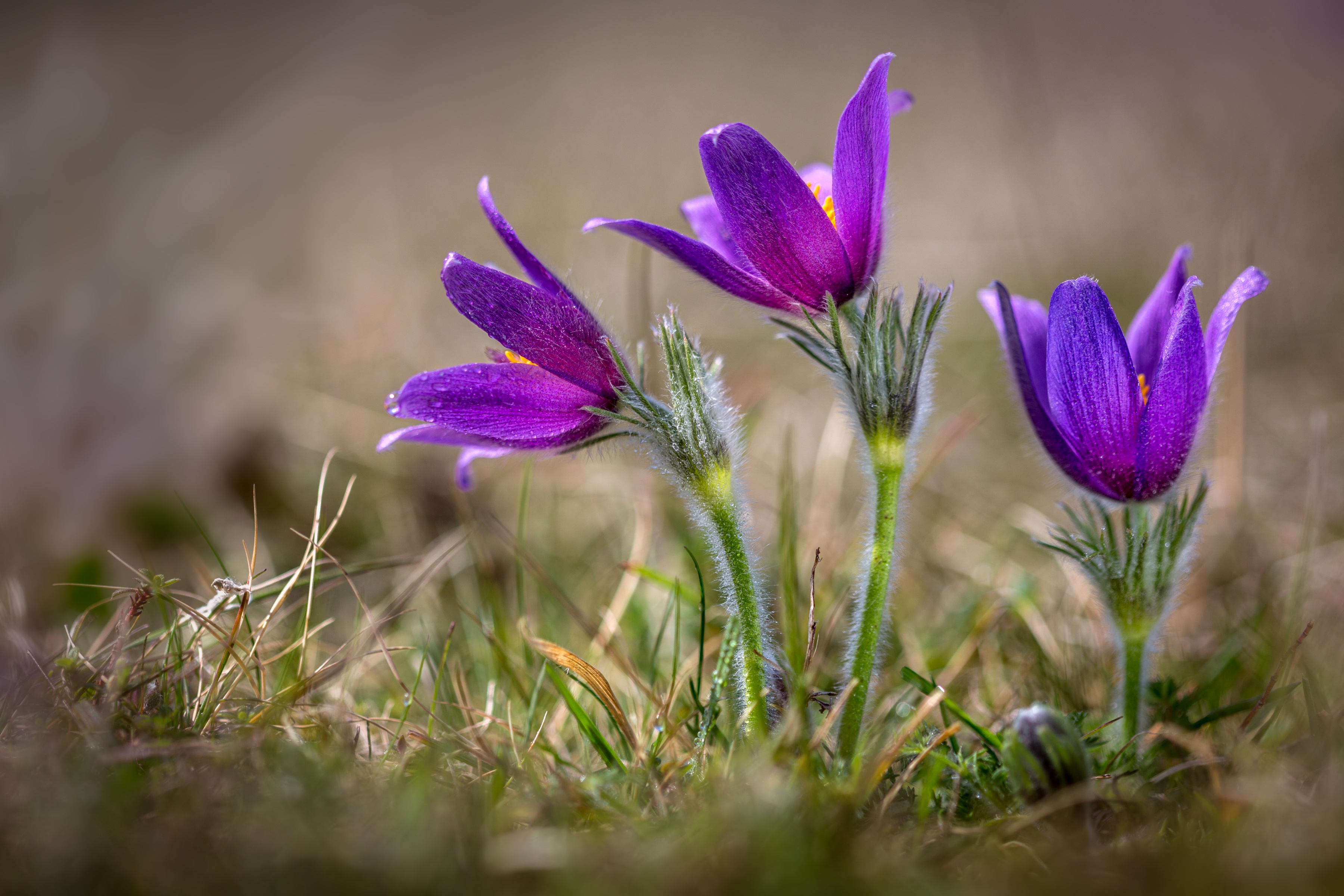 Laden Sie das Natur, Blumen, Blume, Makro, Lila Blume, Erde/natur-Bild kostenlos auf Ihren PC-Desktop herunter