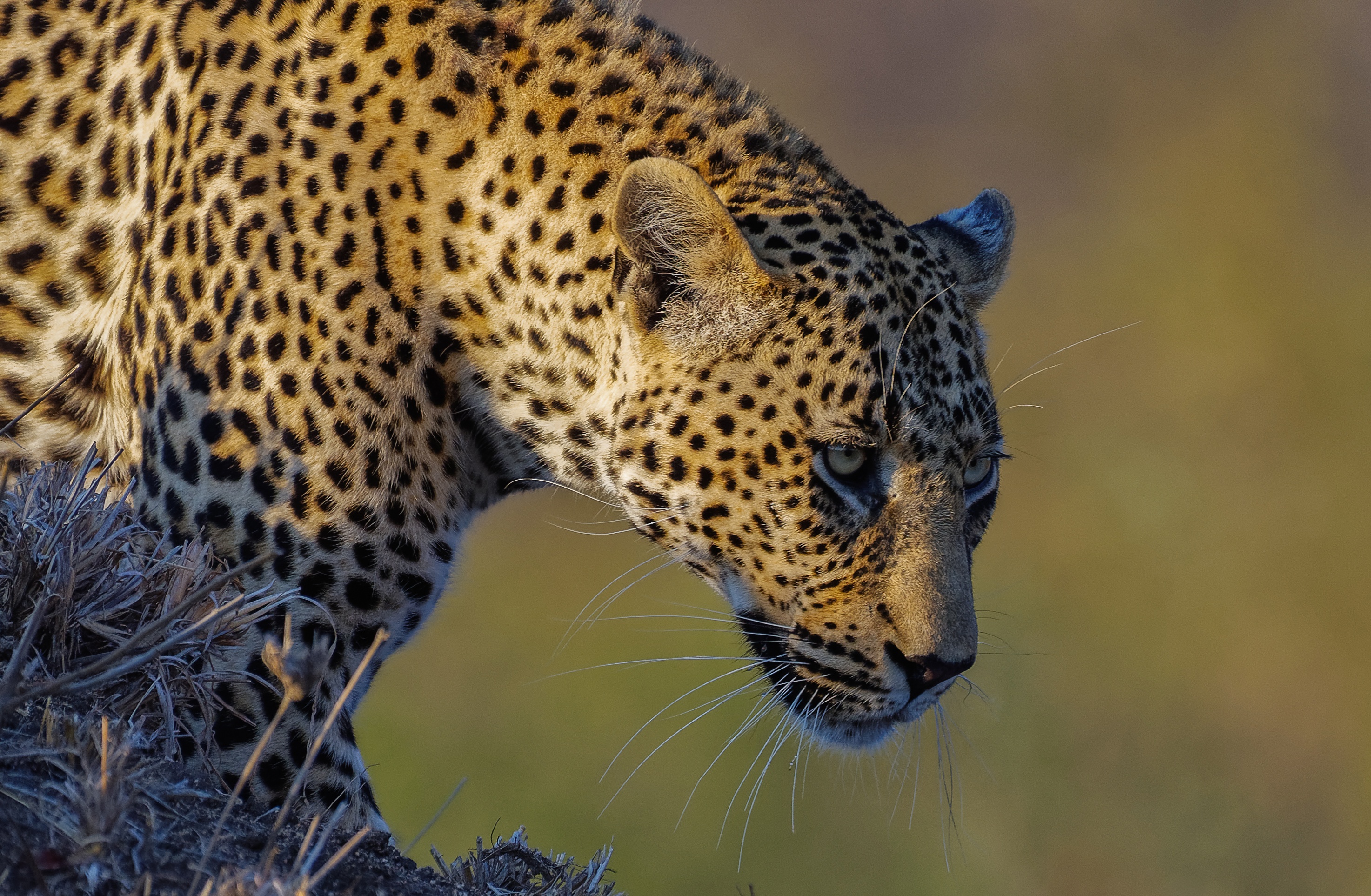 Free download wallpaper Cats, Leopard, Animal on your PC desktop