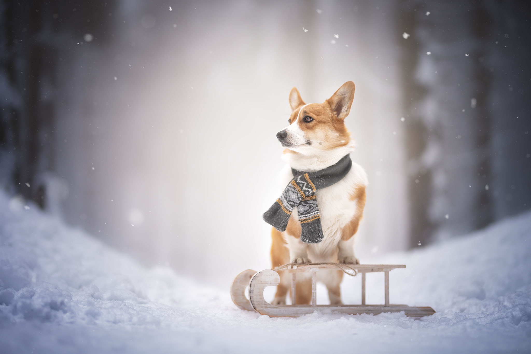無料モバイル壁紙動物, 冬, 雪, 犬, コーギーをダウンロードします。