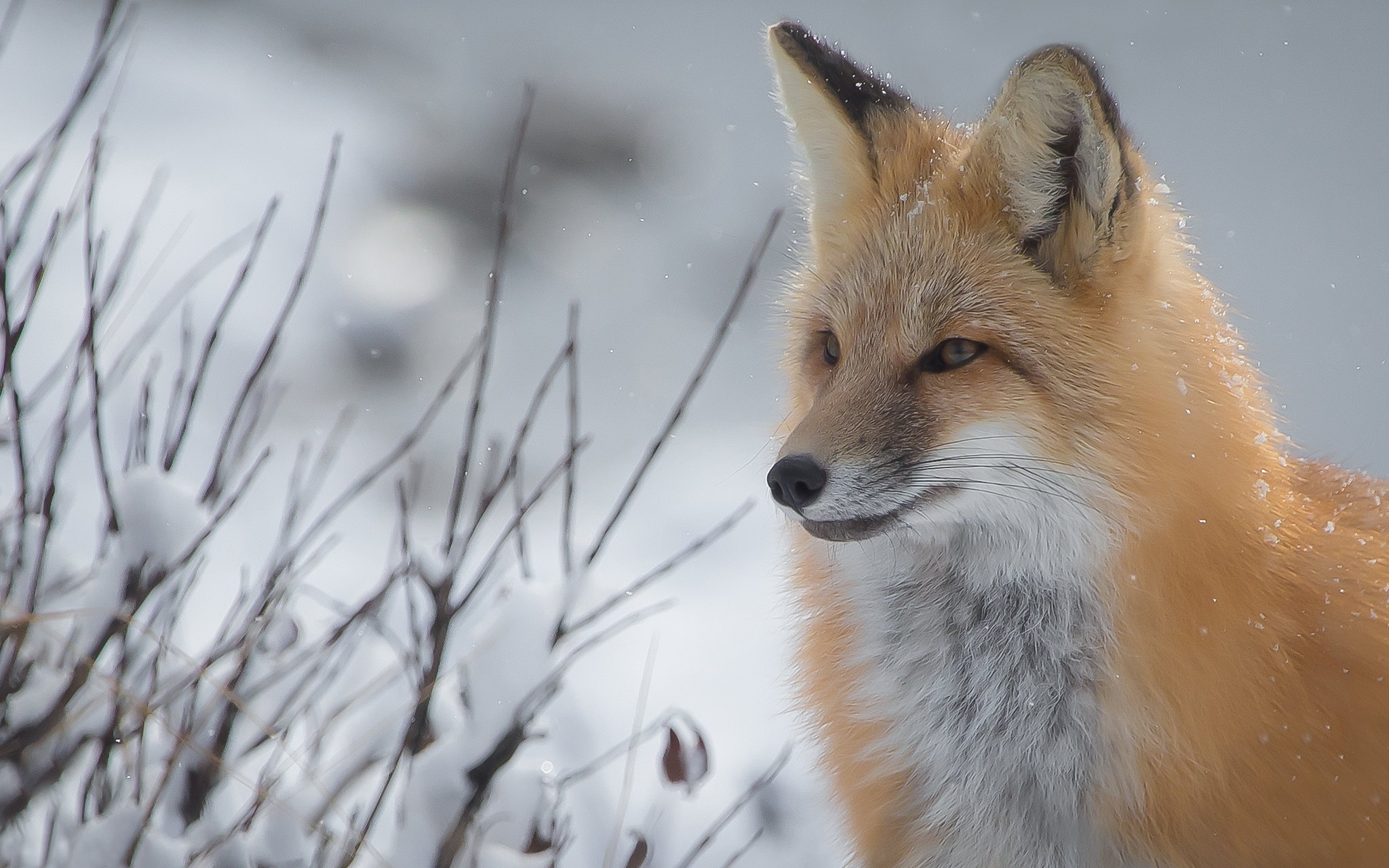 Download mobile wallpaper Winter, Fox, Animal for free.