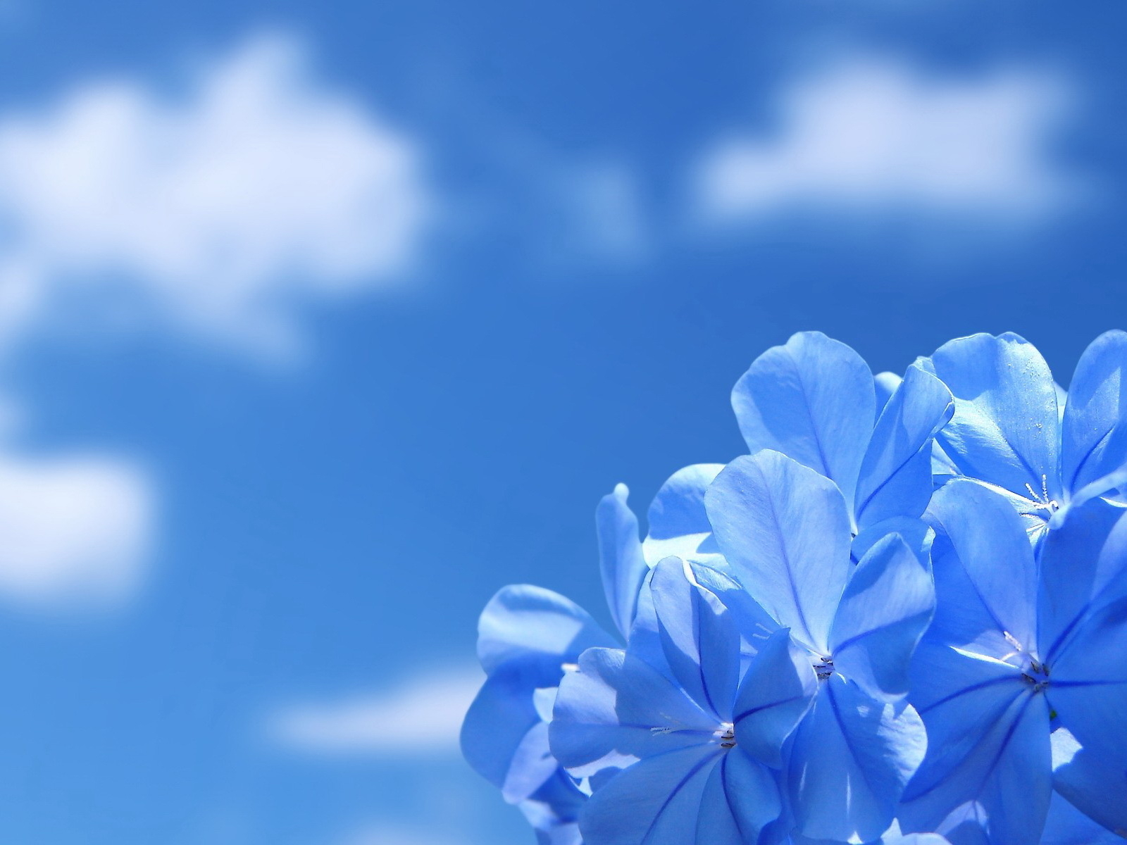 201502壁紙のダウンロード地球, 花, 青い花, フラワーズ-スクリーンセーバーと写真を無料で