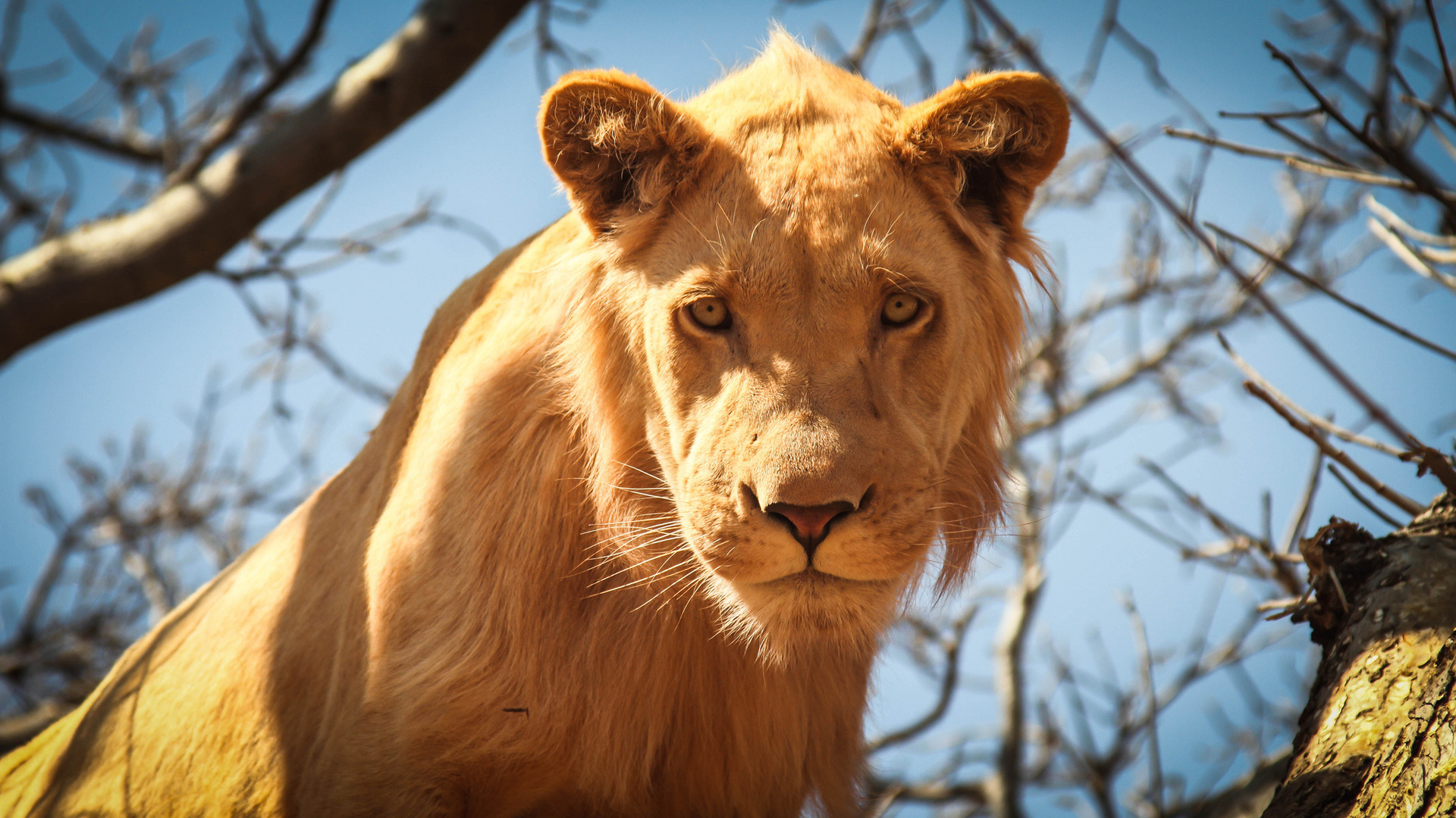 Téléchargez des papiers peints mobile Animaux, Chats, Lion gratuitement.