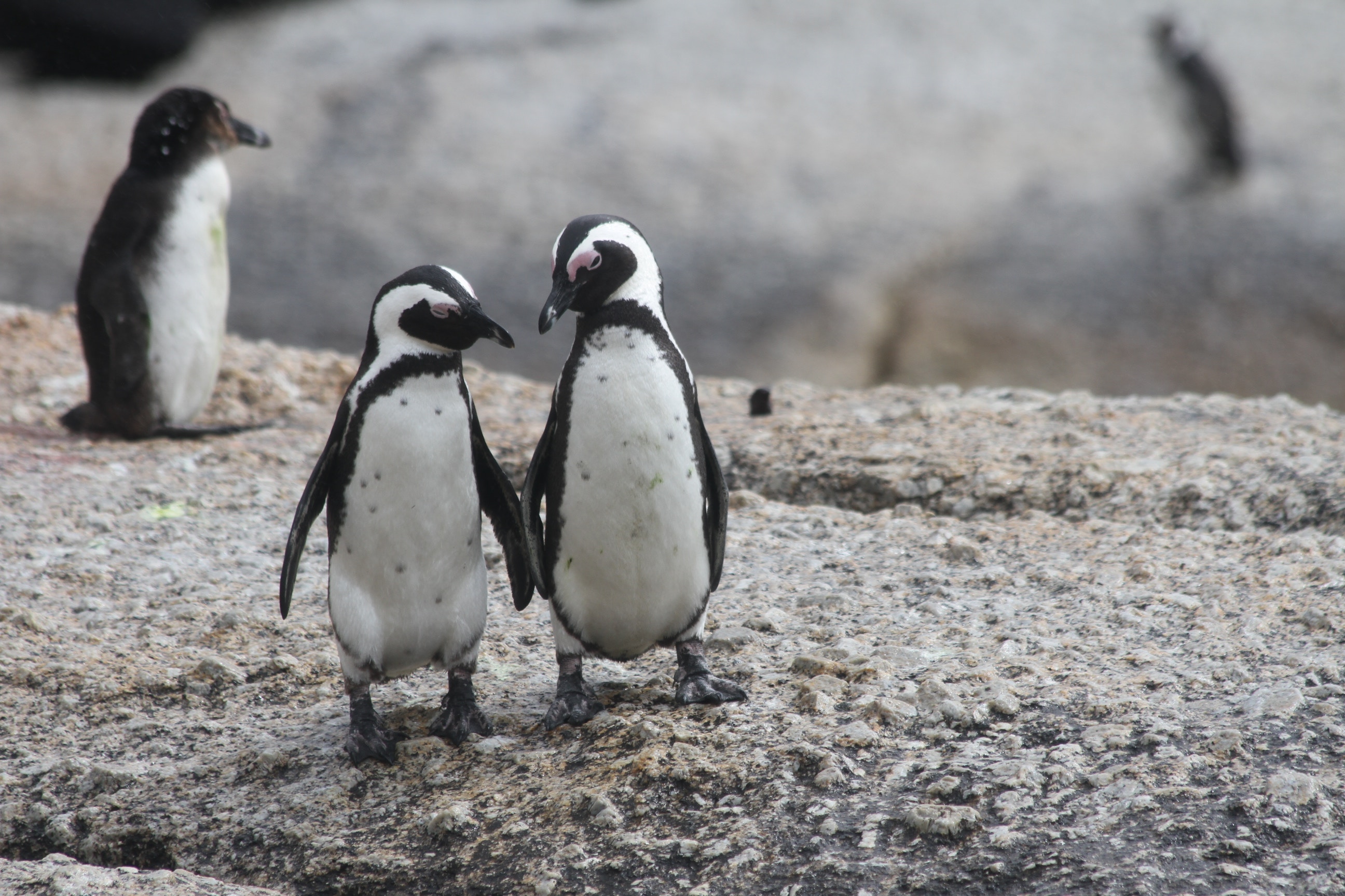 Baixar papel de parede para celular de Animais, Aves, Pinguim gratuito.