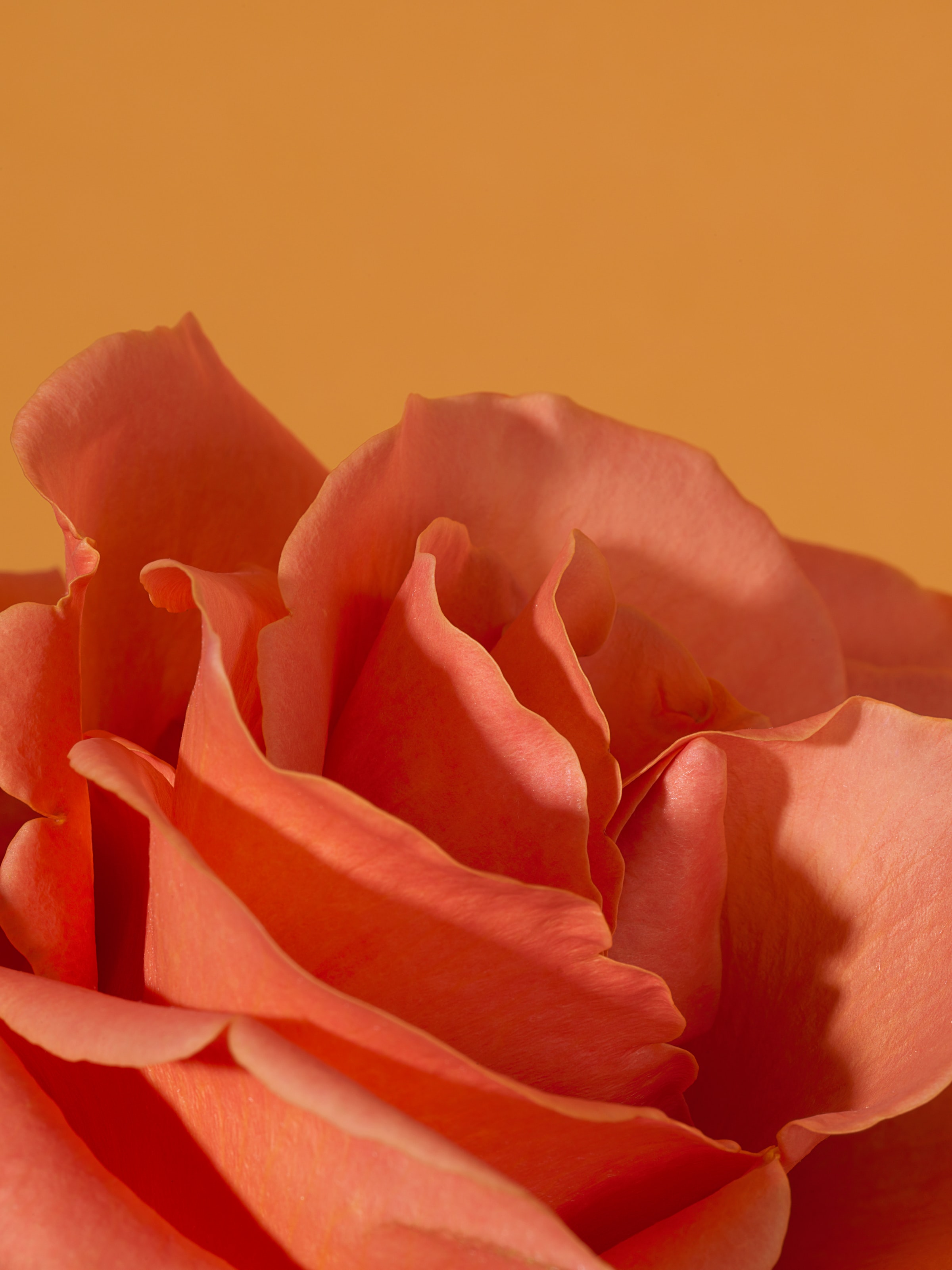 Скачать обои бесплатно Лепестки, Макро, Цветок, Роза, Розовый картинка на рабочий стол ПК