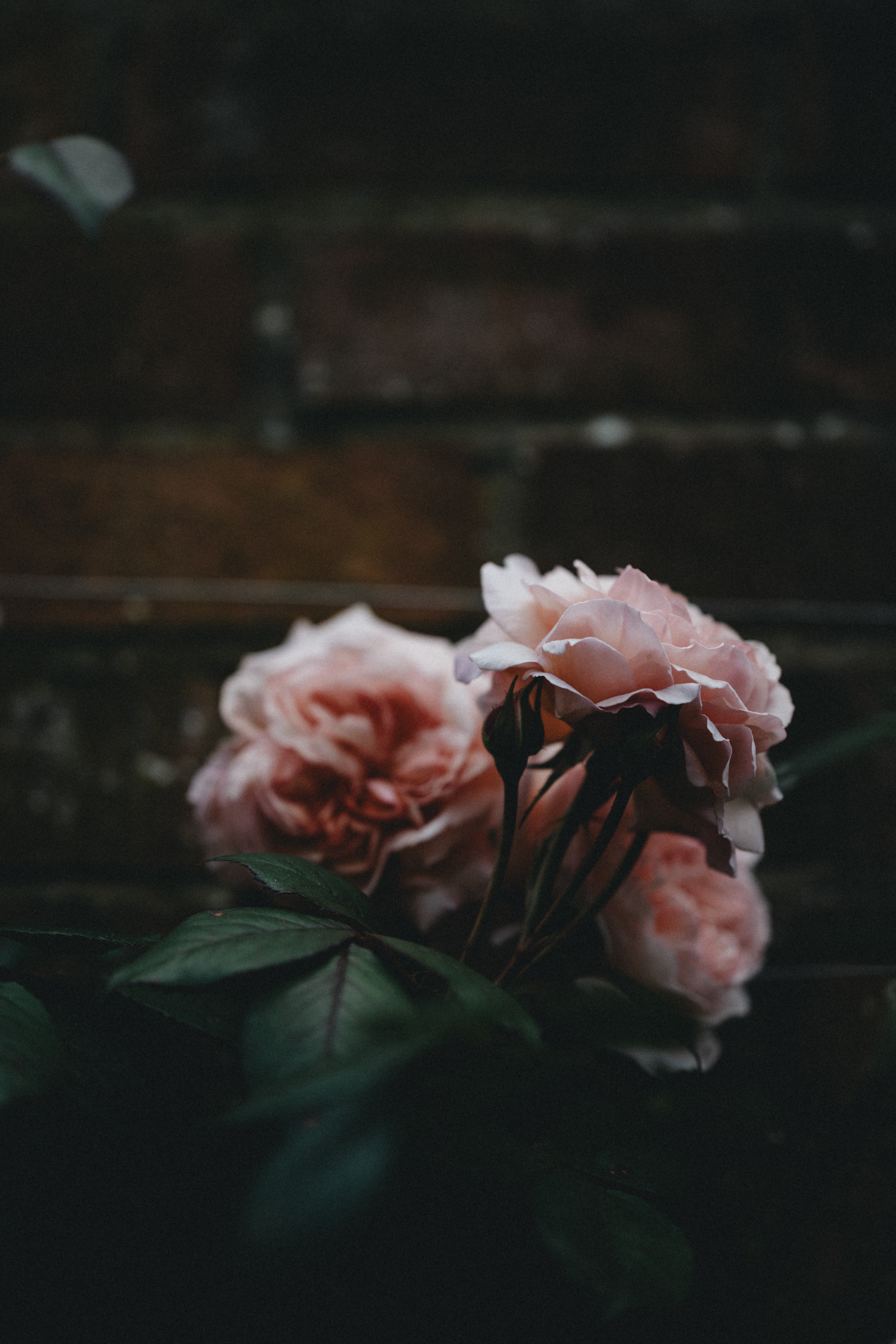 Téléchargez gratuitement l'image Buissons, Pétales, Fleurs, Une Rose, Rose sur le bureau de votre PC