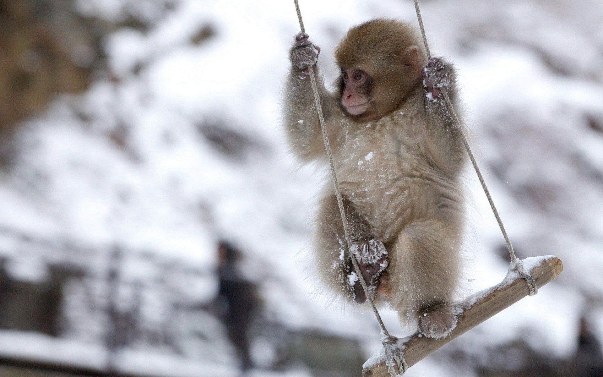107944 descargar imagen animales, nieve, un mono, mono, balancearse, columpio, pequeña, petite: fondos de pantalla y protectores de pantalla gratis