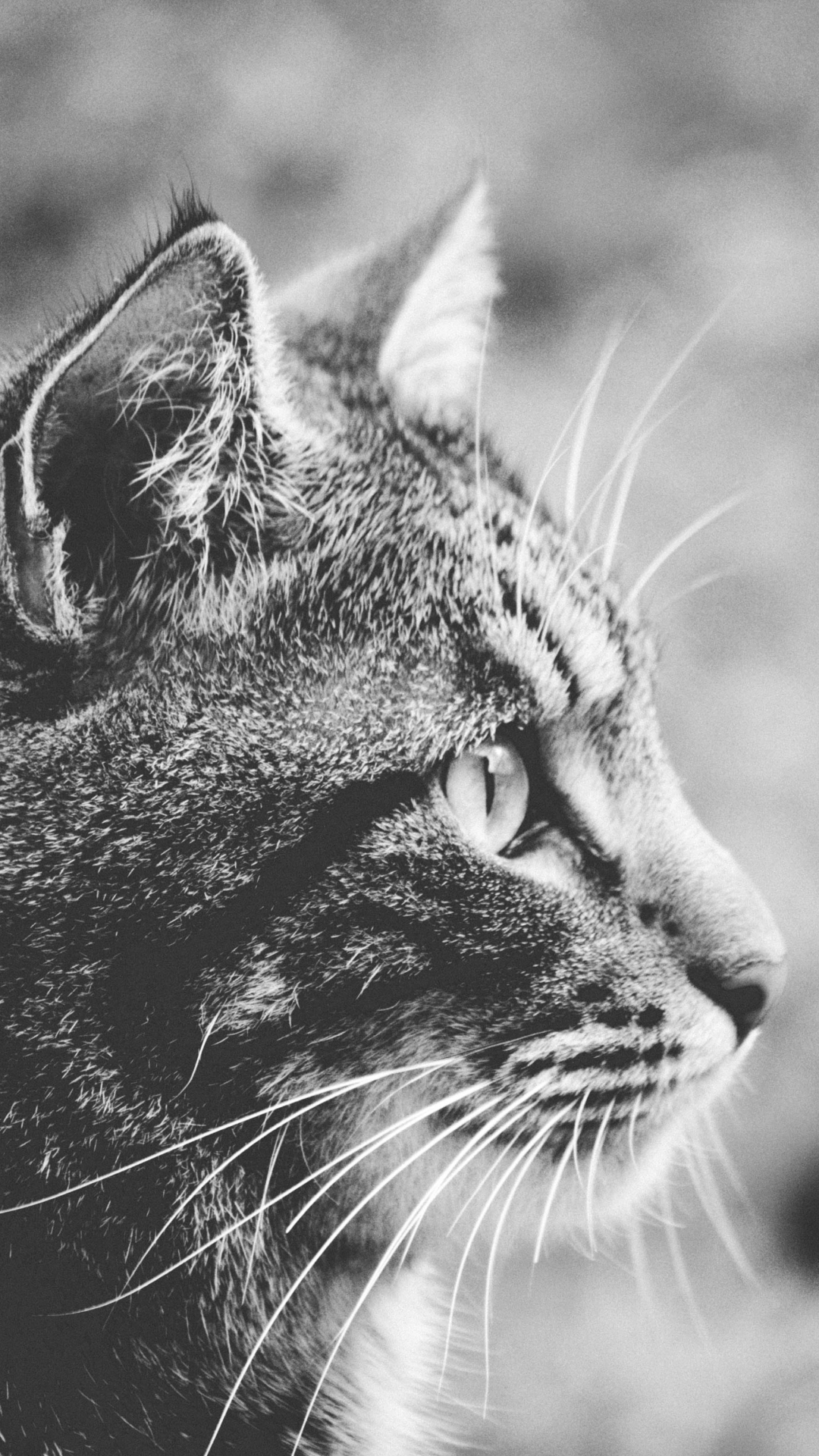 Descarga gratuita de fondo de pantalla para móvil de Animales, Gatos, Gato, Blanco Y Negro, Blanco Negro.