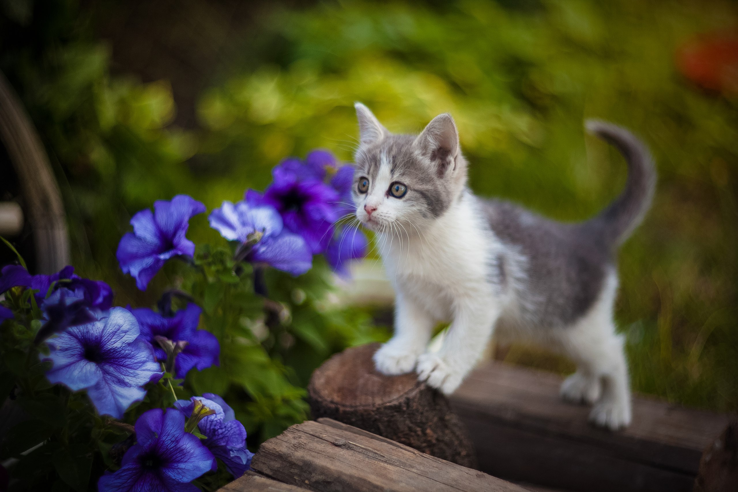 Handy-Wallpaper Tiere, Katzen, Blume, Katze, Kätzchen, Tierbaby kostenlos herunterladen.