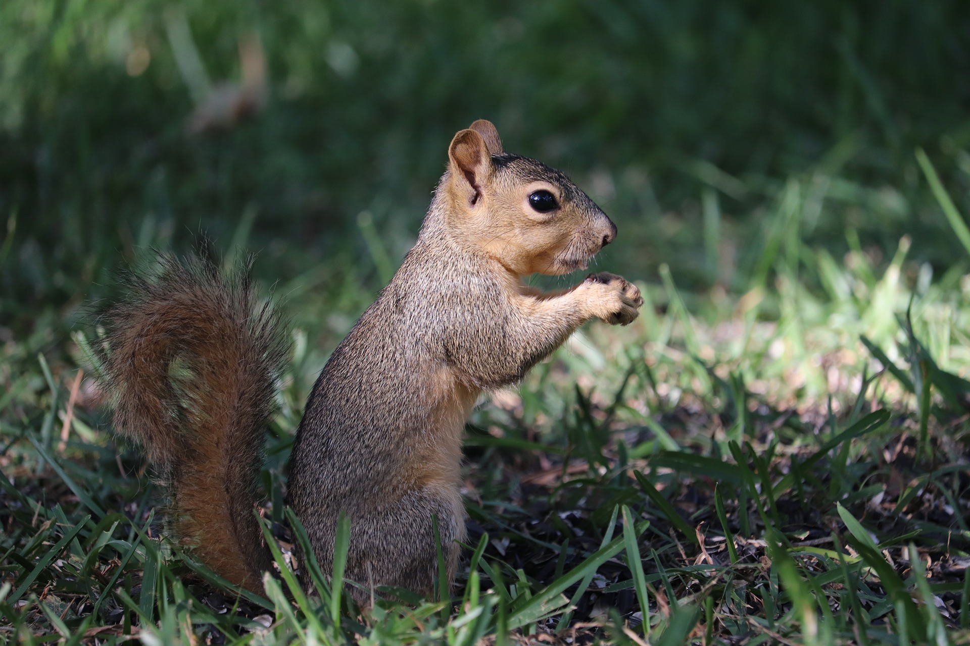 Free download wallpaper Squirrel, Animal on your PC desktop