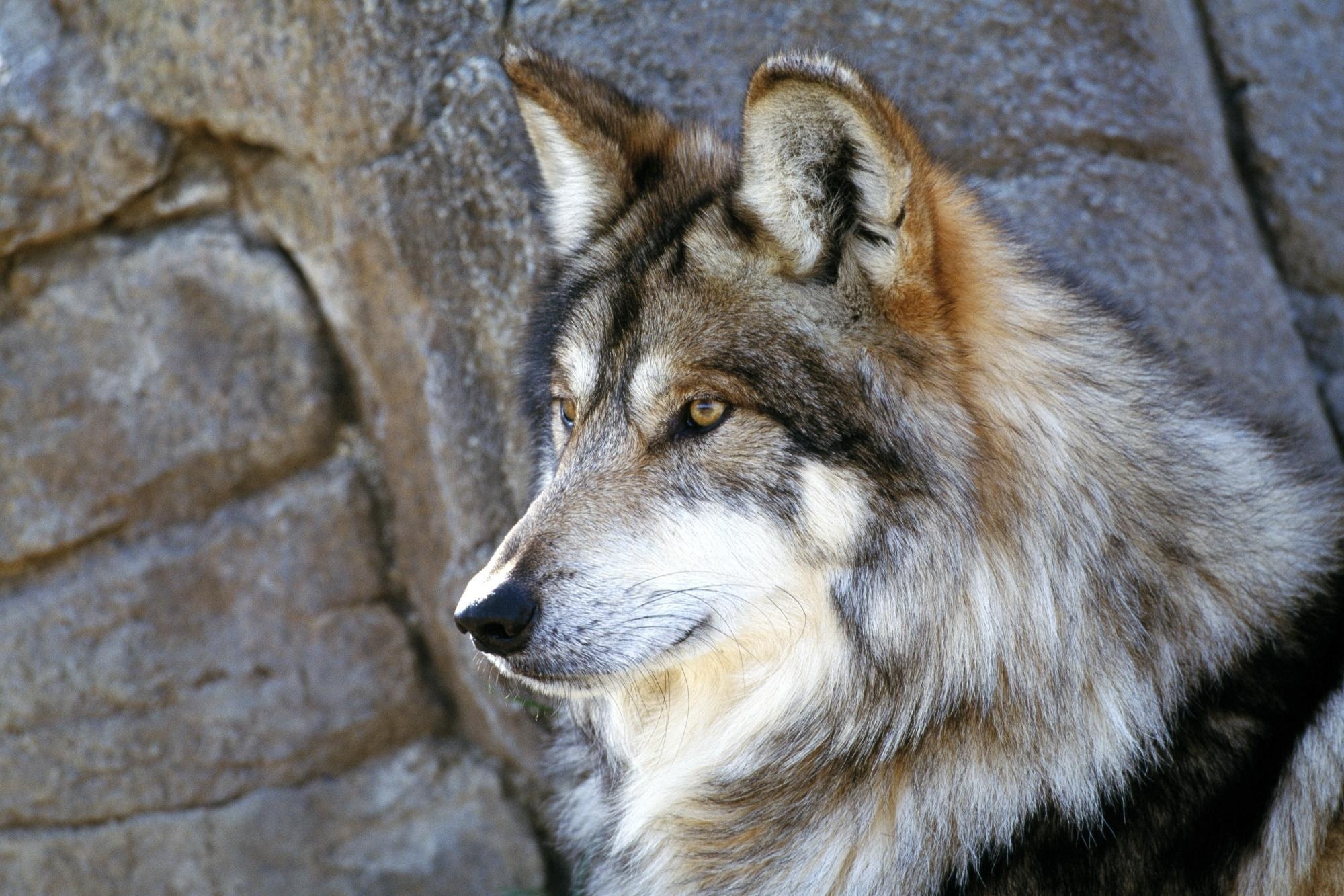 174057 скачать обои волки, серый волк, лицо, крупный план, животные - заставки и картинки бесплатно