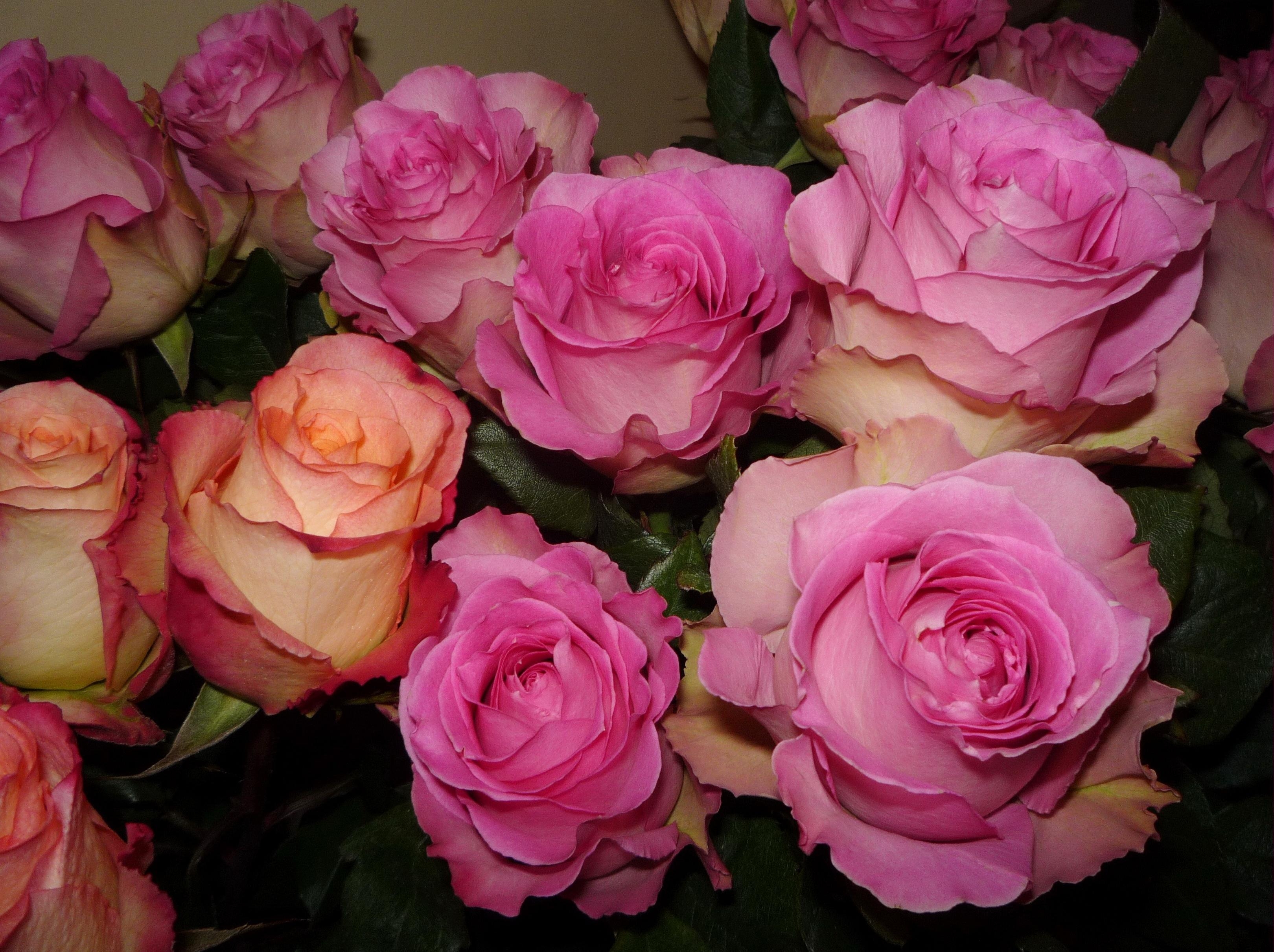 roses, tenderness, flowers, bouquet, buds HD wallpaper