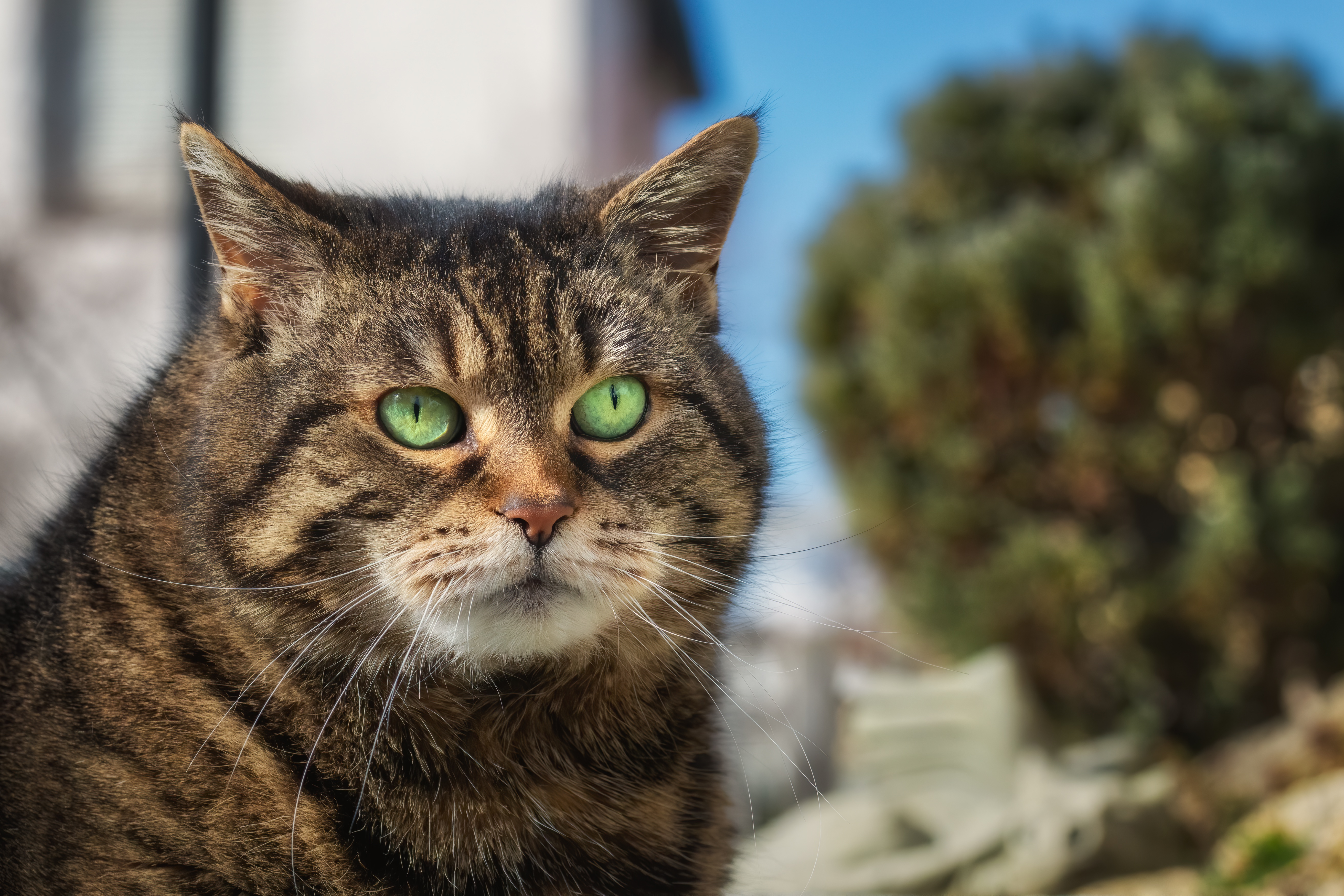 Handy-Wallpaper Tiere, Katzen, Katze, Tiefenschärfe kostenlos herunterladen.