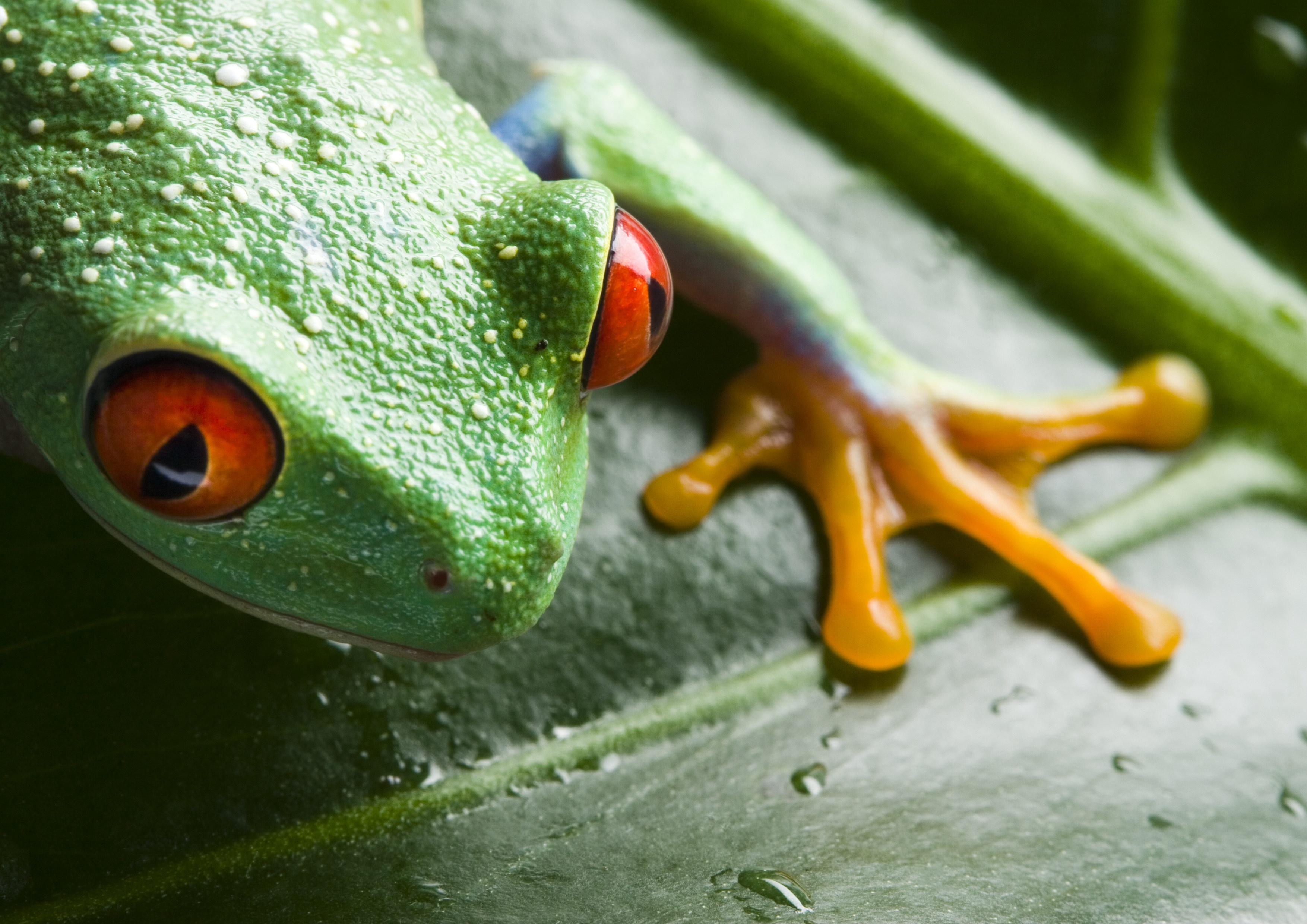 android frog, animals, drops, close up, leaflet