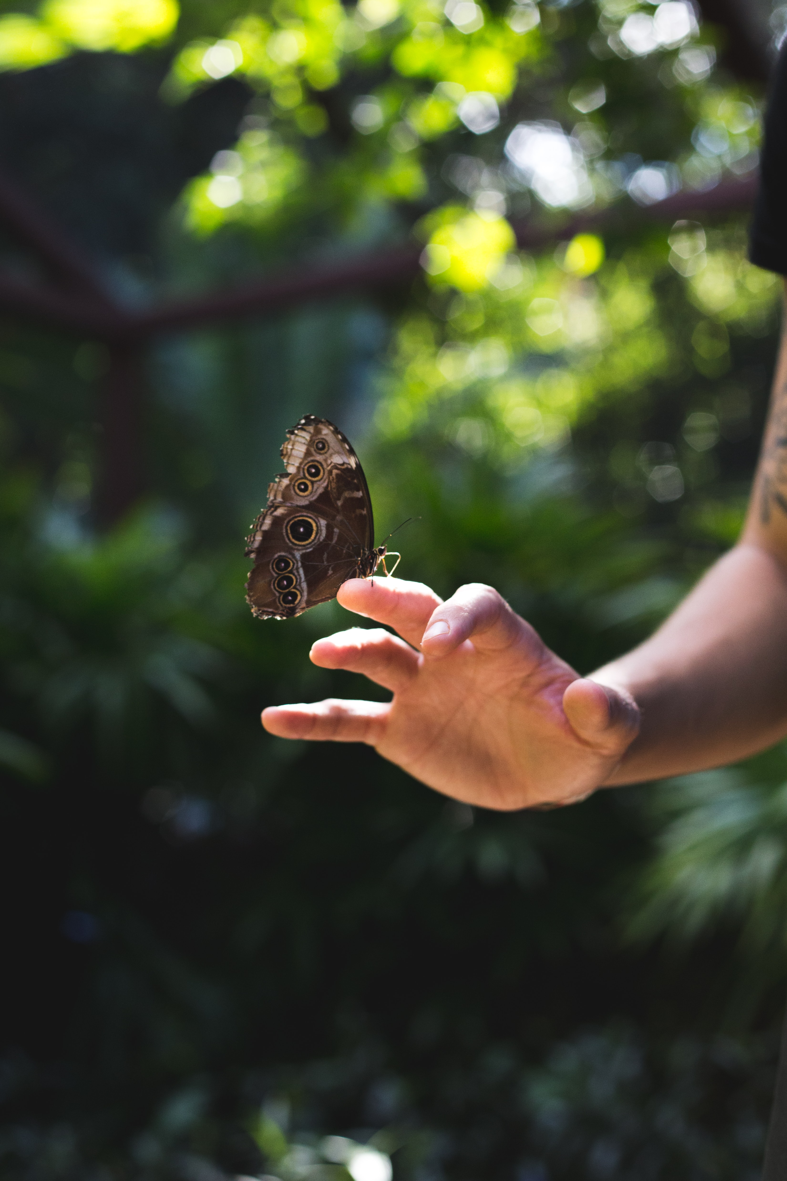 Free HD butterfly, hand, nature, miscellanea, miscellaneous, wings