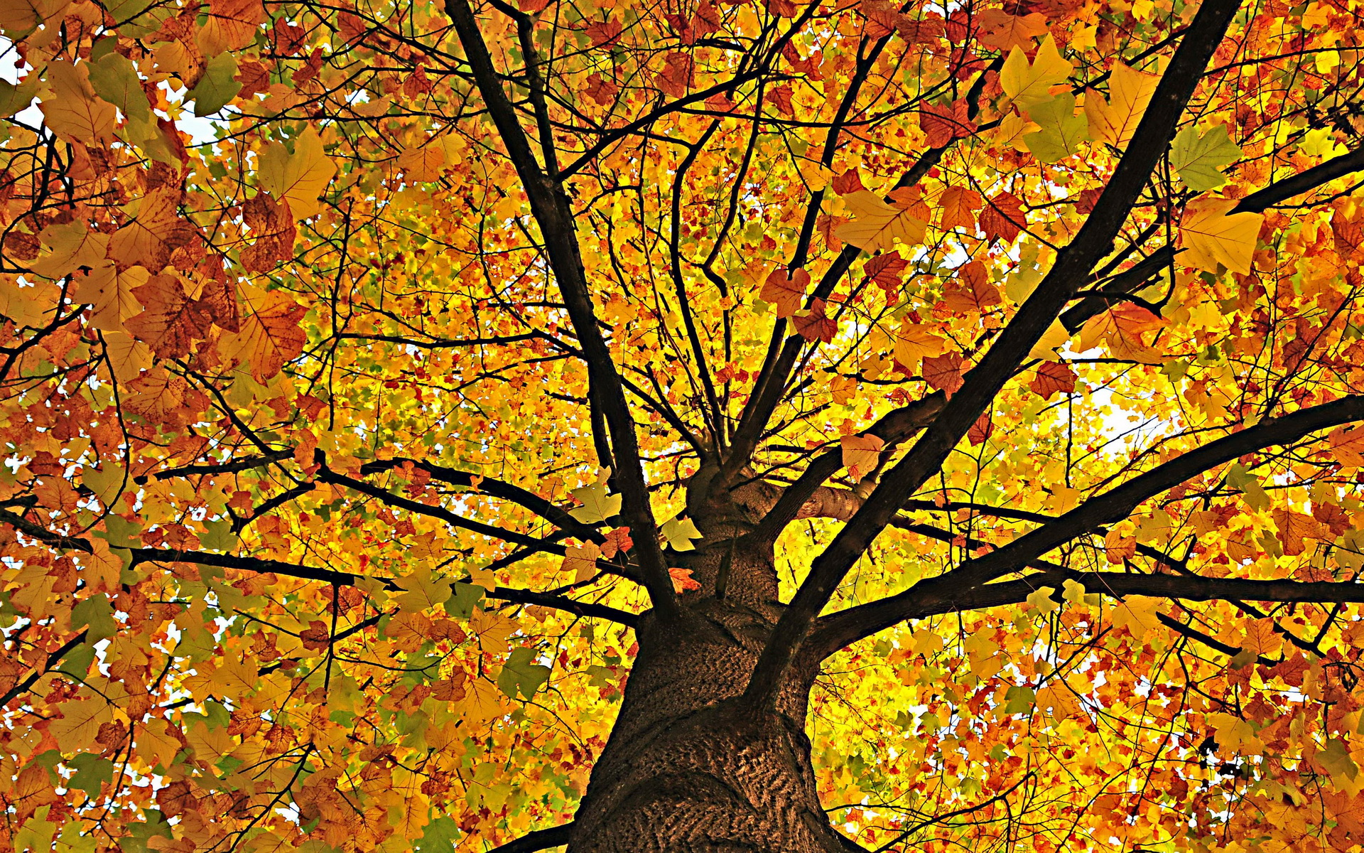 Baixe gratuitamente a imagem Árvores, Árvore, Terra/natureza na área de trabalho do seu PC