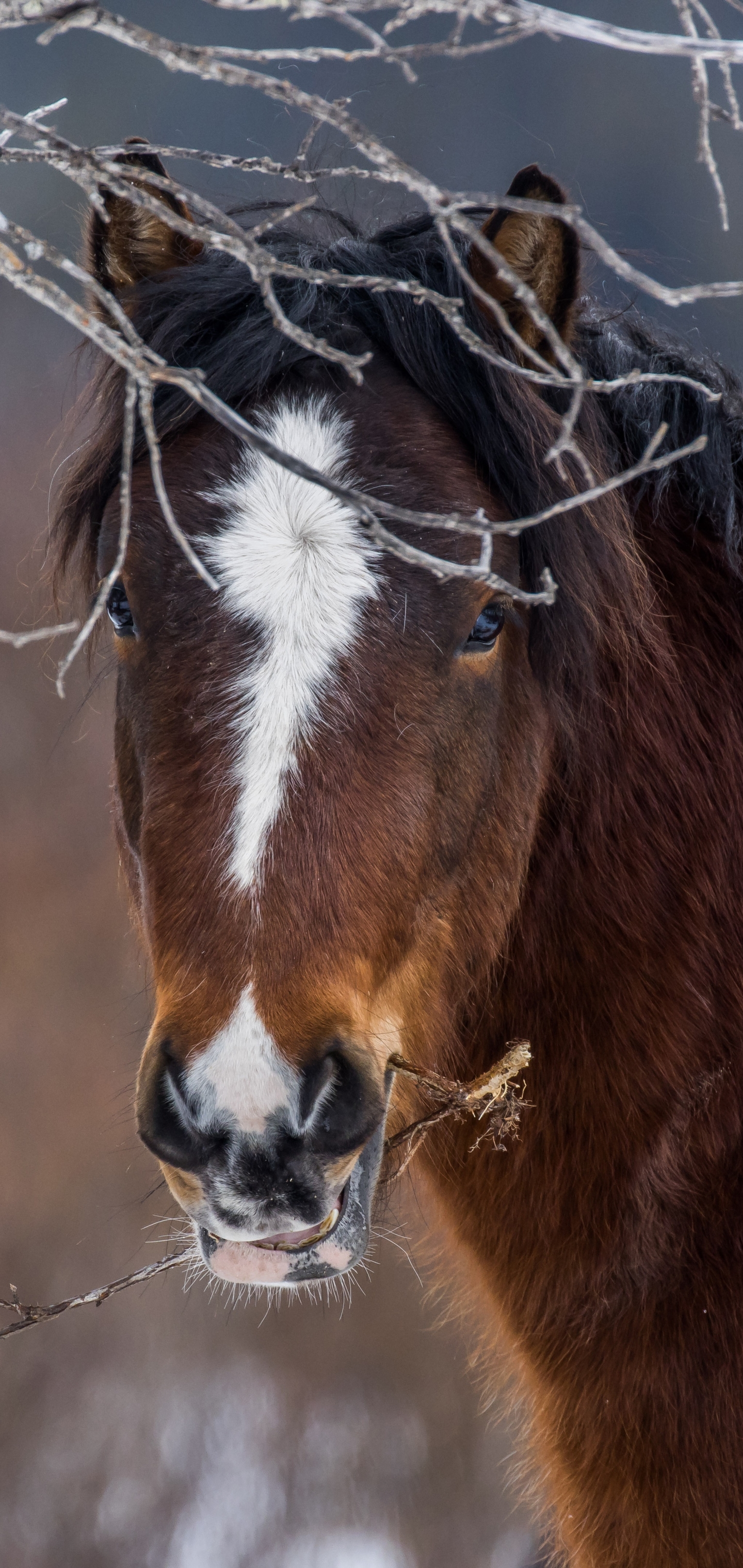 Handy-Wallpaper Tiere, Hauspferd, Starren kostenlos herunterladen.