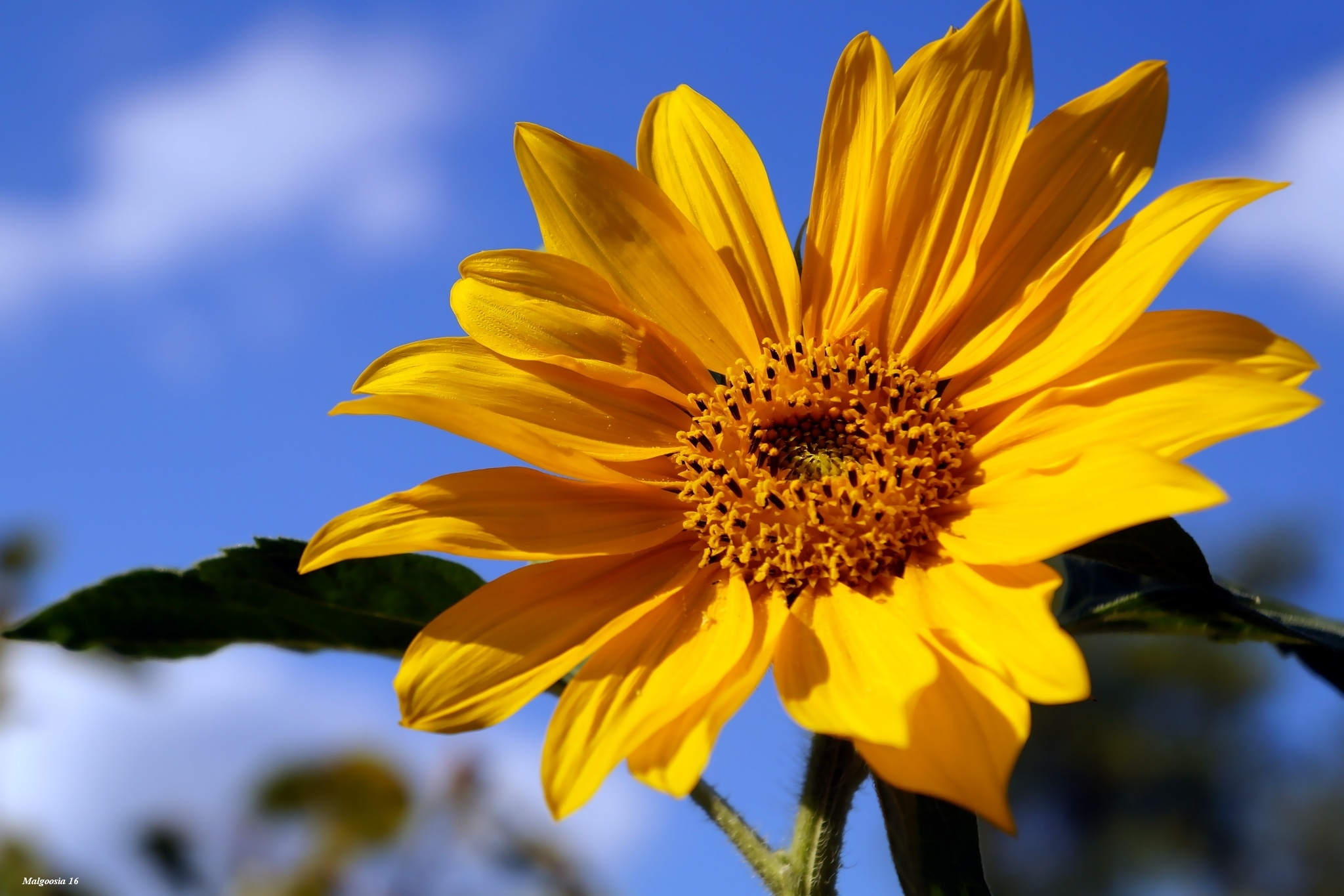 Free download wallpaper Flowers, Flower, Close Up, Earth, Sunflower, Yellow Flower on your PC desktop