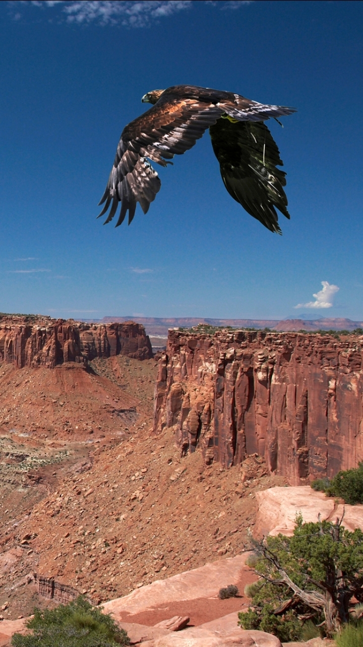 Descarga gratuita de fondo de pantalla para móvil de Animales, Águila, Aves.