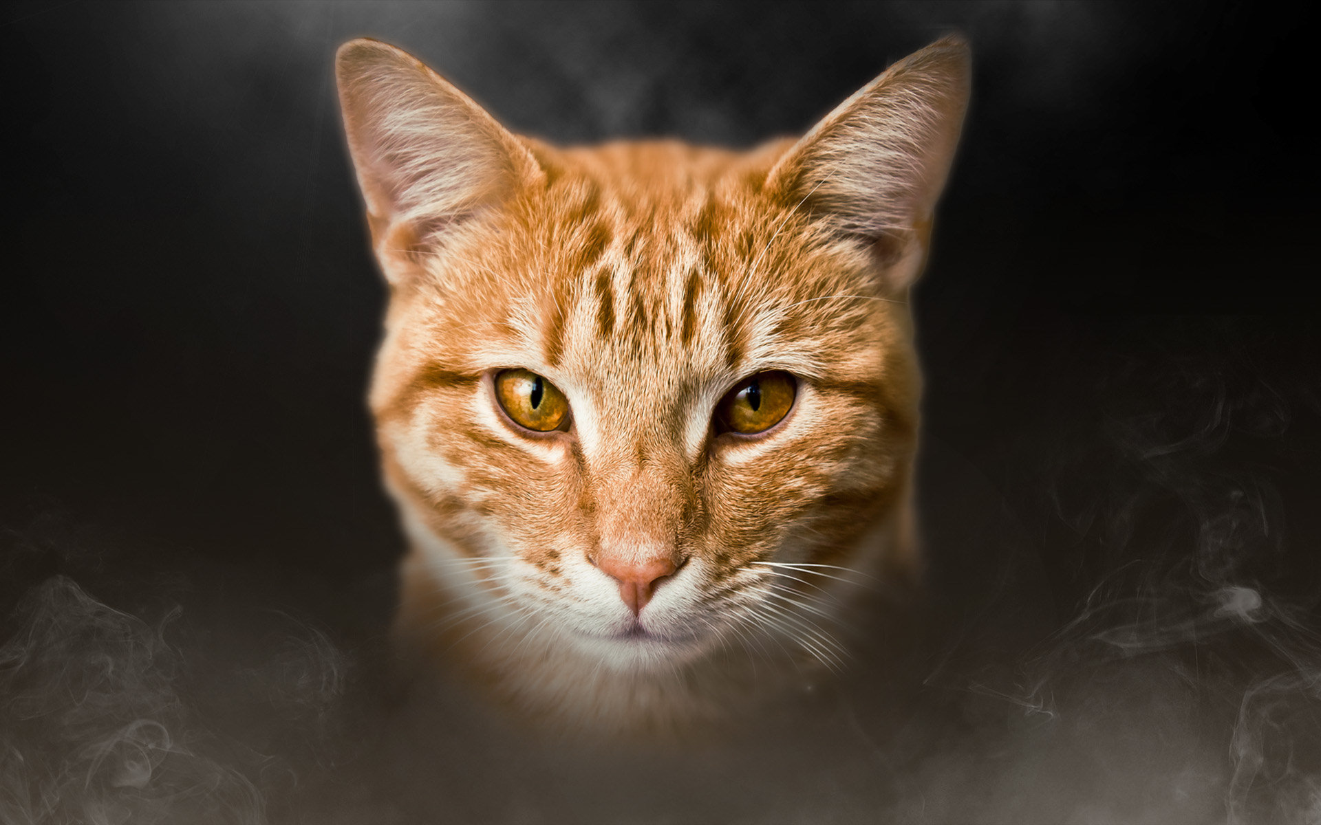 Free download wallpaper Cats, Cat, Animal on your PC desktop