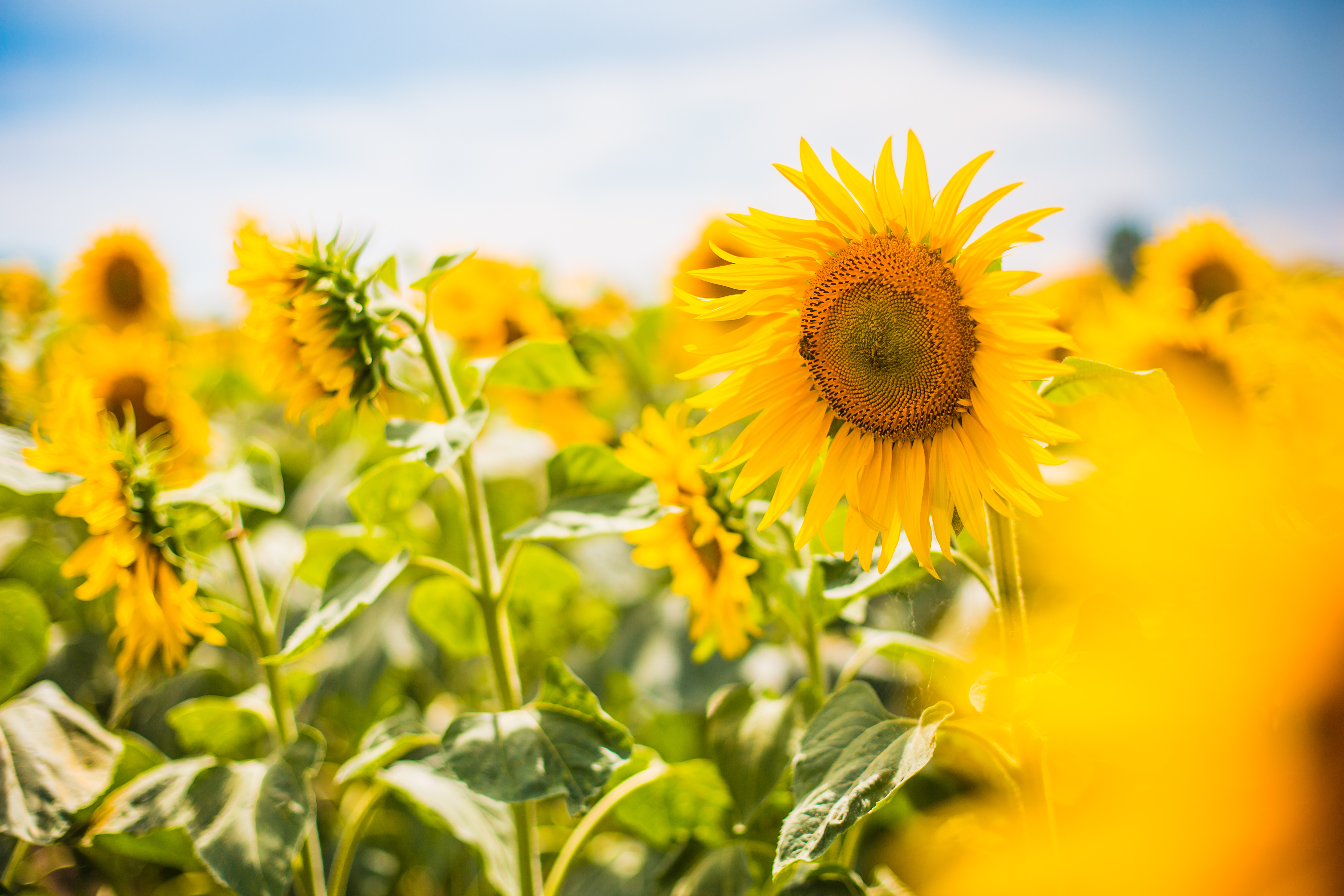 Téléchargez des papiers peints mobile Fleurs, Fleur, Fermer, Tournesol, Fleur Jaune, Terre/nature gratuitement.