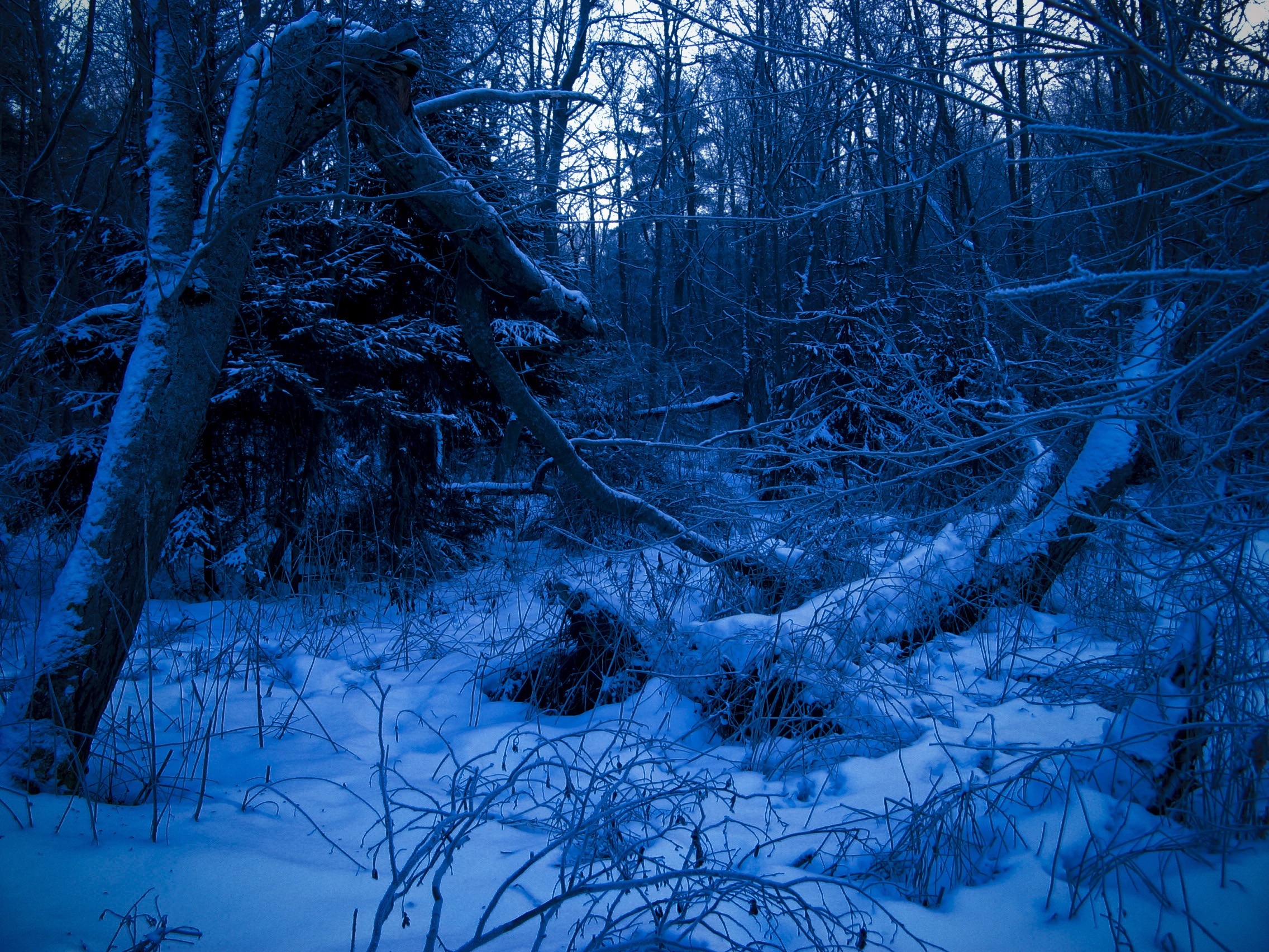 Free download wallpaper Dusk, Trees, Snow, Evening, Twilight, Nature, Forest on your PC desktop