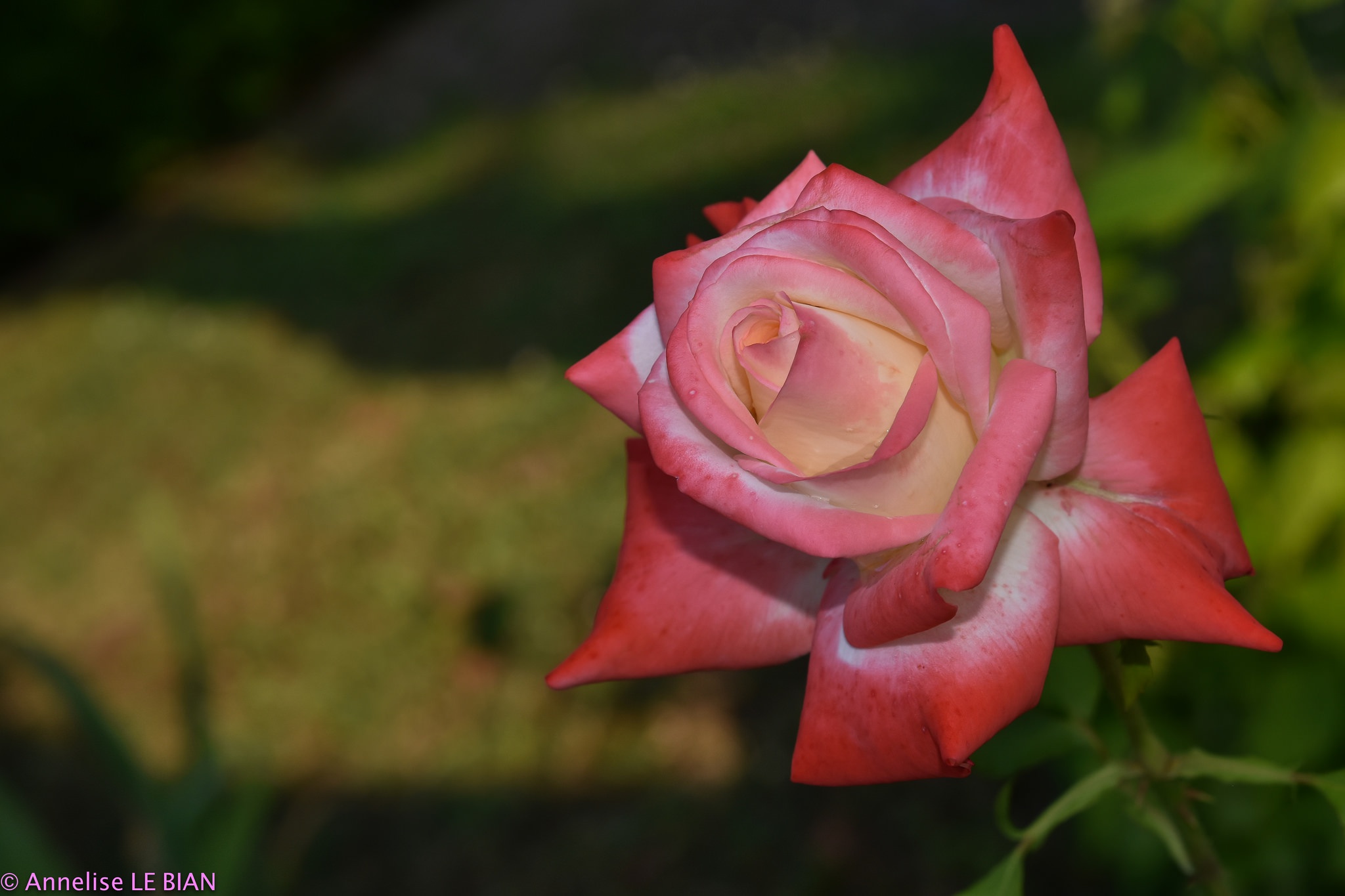 Laden Sie das Blumen, Rose, Erde/natur-Bild kostenlos auf Ihren PC-Desktop herunter