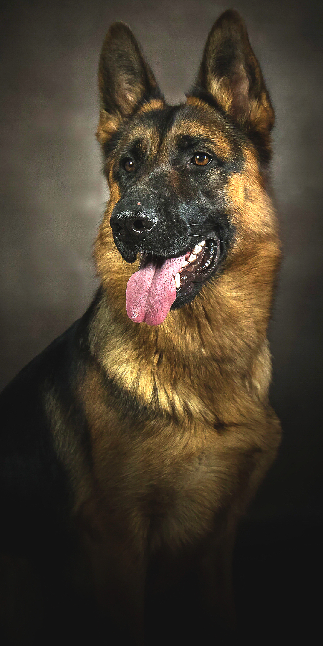 Download mobile wallpaper Dogs, Dog, Animal, Portrait, German Shepherd for free.