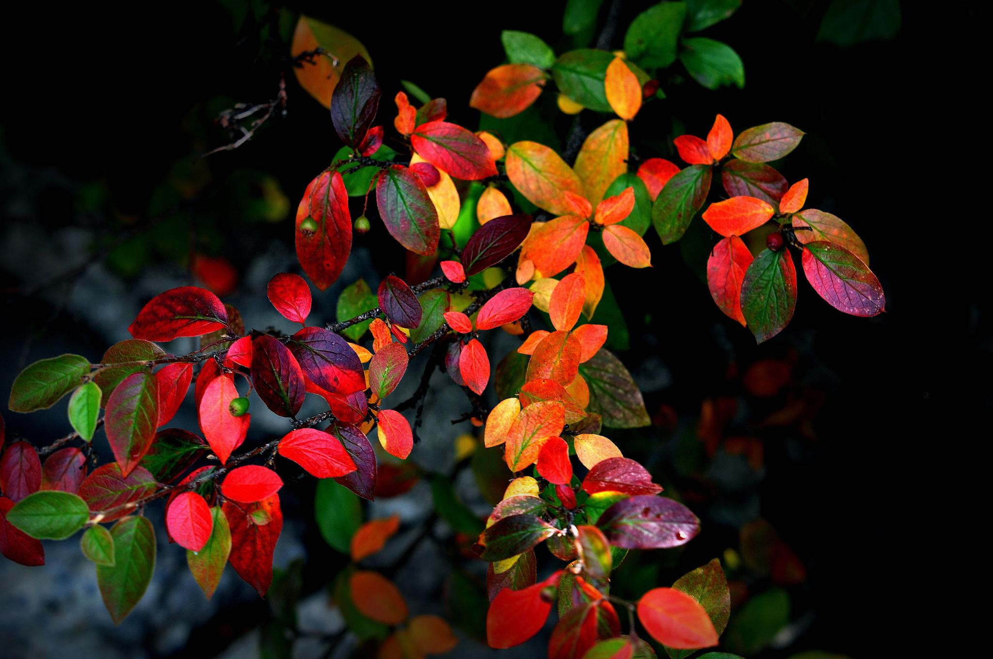 741827 скачать картинку осень, зеленый, земля/природа, лист, крупный план, дуб, оранжевый цвет), красный - обои и заставки бесплатно