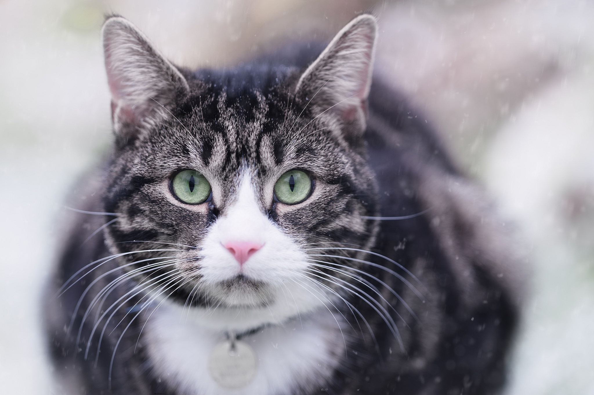 Laden Sie das Tiere, Katzen, Katze, Starren-Bild kostenlos auf Ihren PC-Desktop herunter