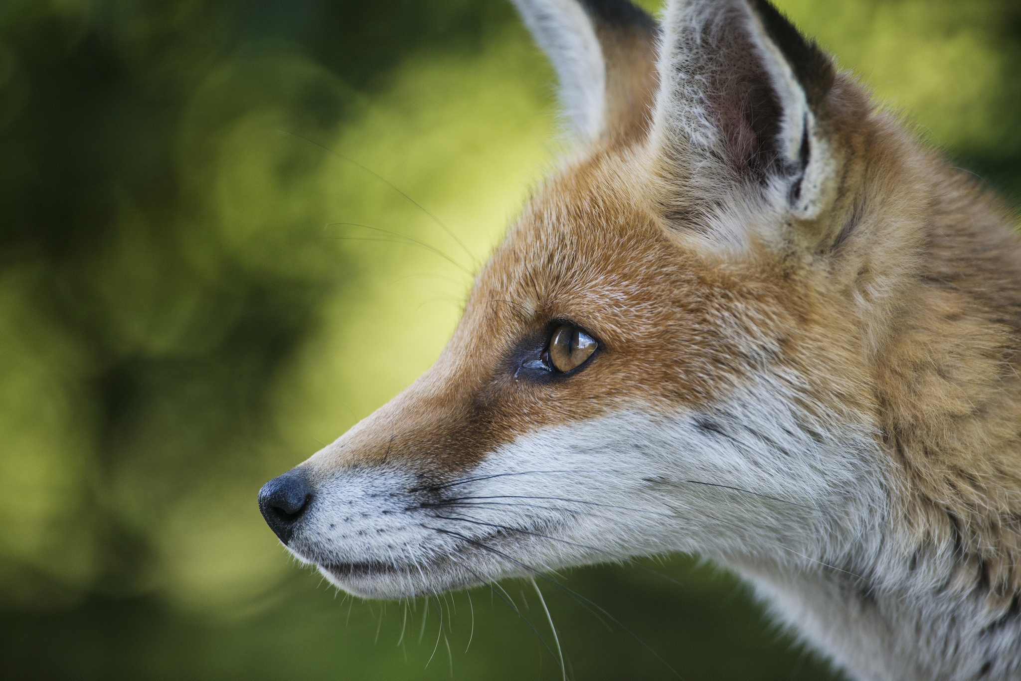 Free download wallpaper Muzzle, Blur, Smooth, Profile, Animals, Fox on your PC desktop