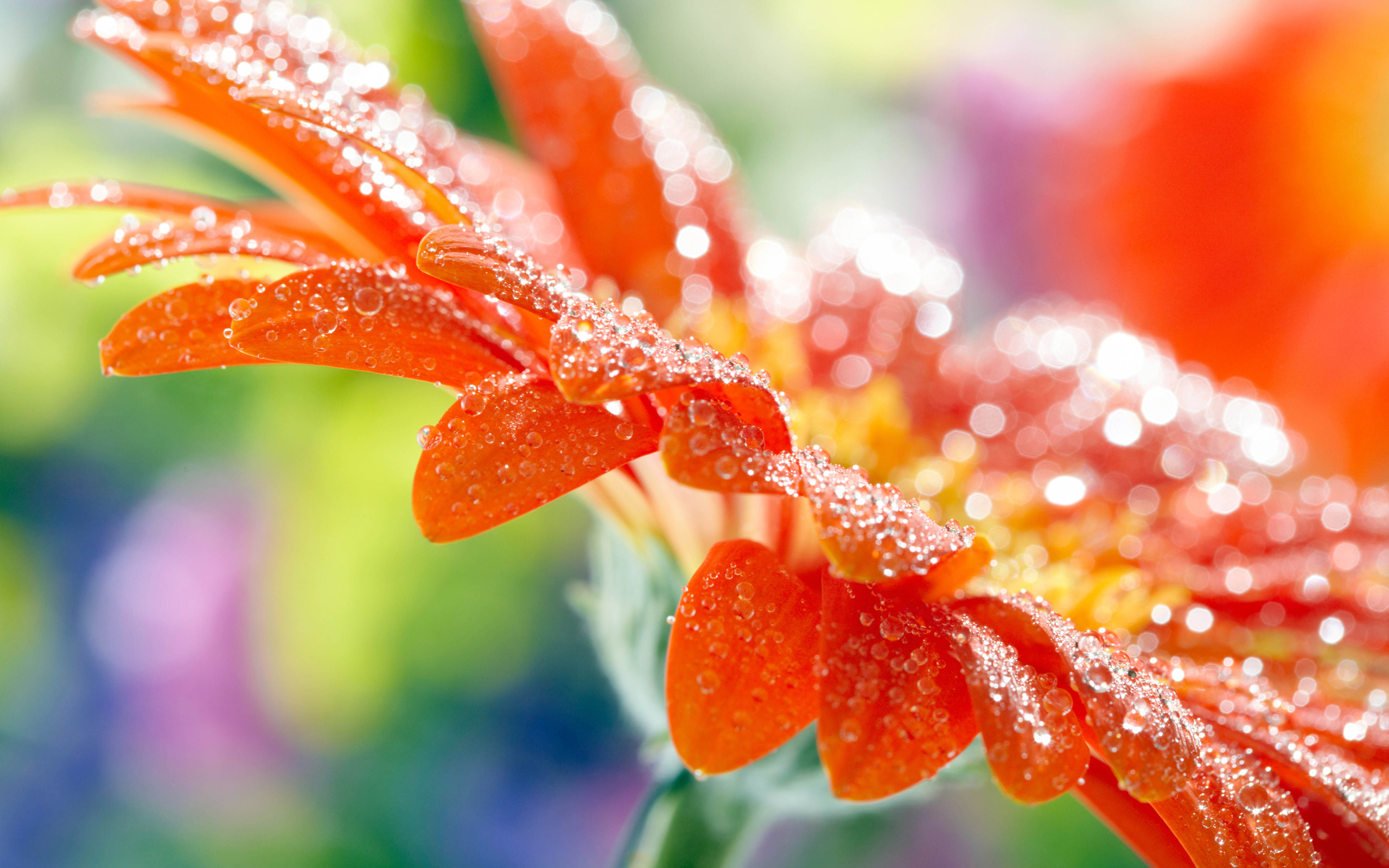 Descarga gratuita de fondo de pantalla para móvil de Flores, Flor, Tierra/naturaleza.