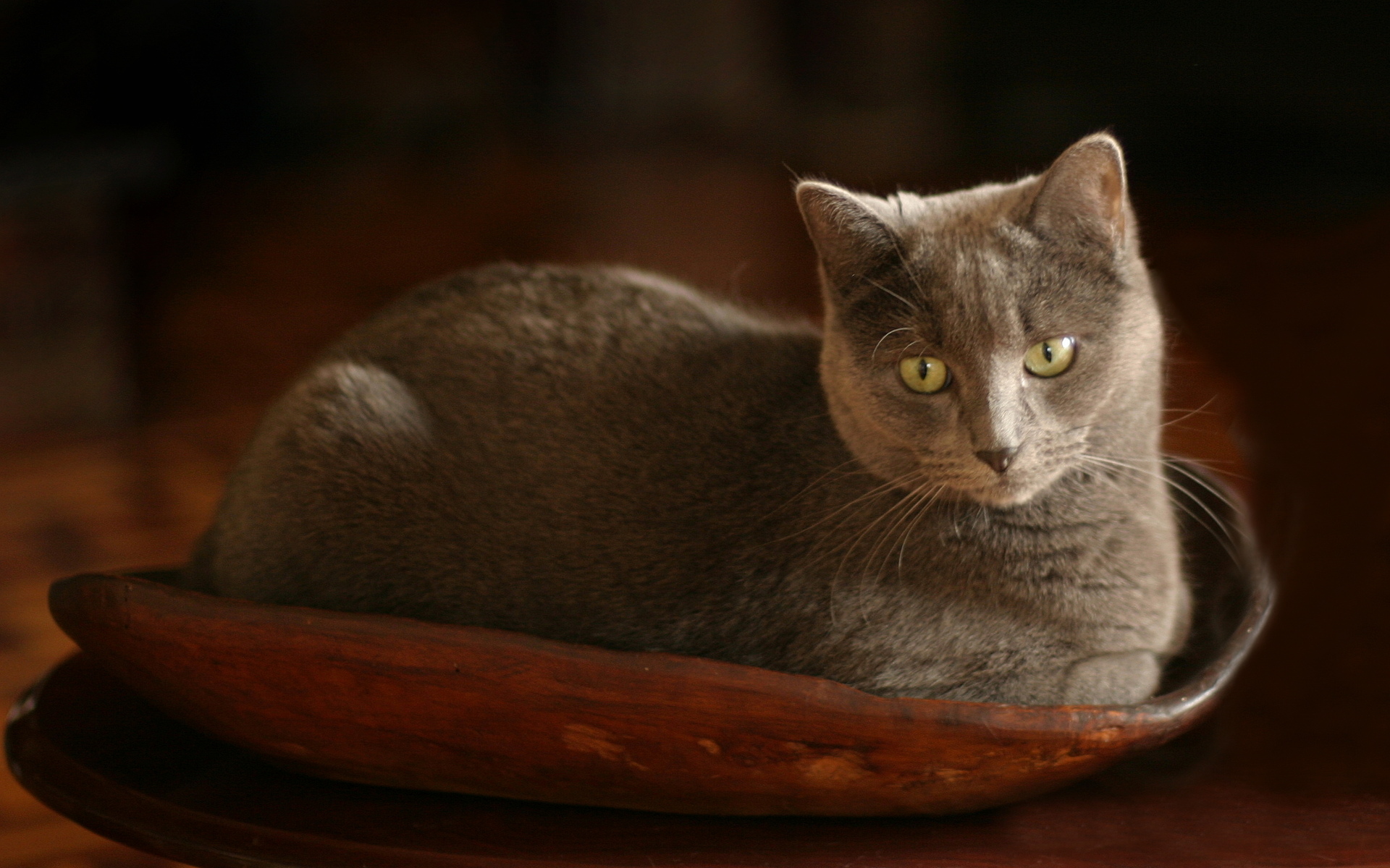 Baixar papel de parede para celular de Animais, Gatos, Gato gratuito.