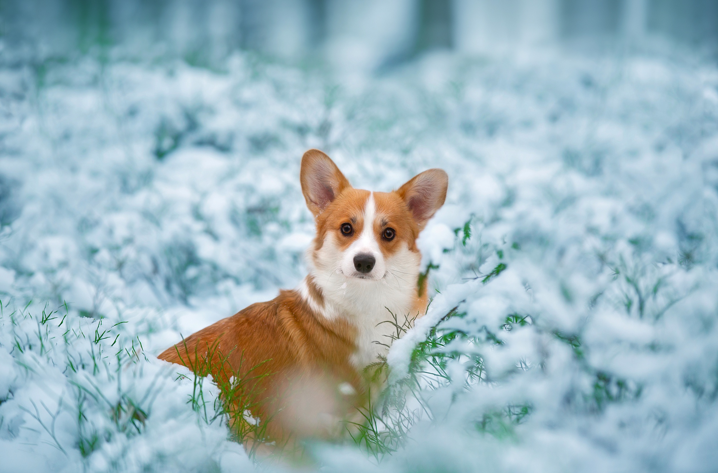 Download mobile wallpaper Dogs, Snow, Dog, Animal, Corgi for free.