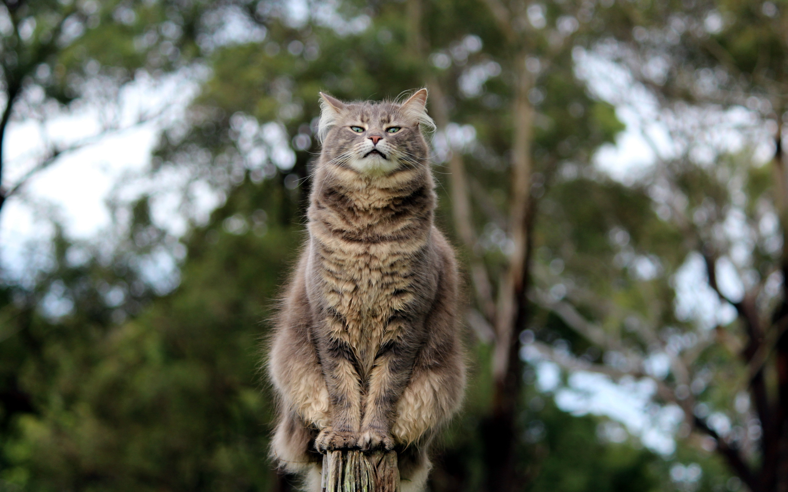 Handy-Wallpaper Tiere, Katzen, Katze kostenlos herunterladen.