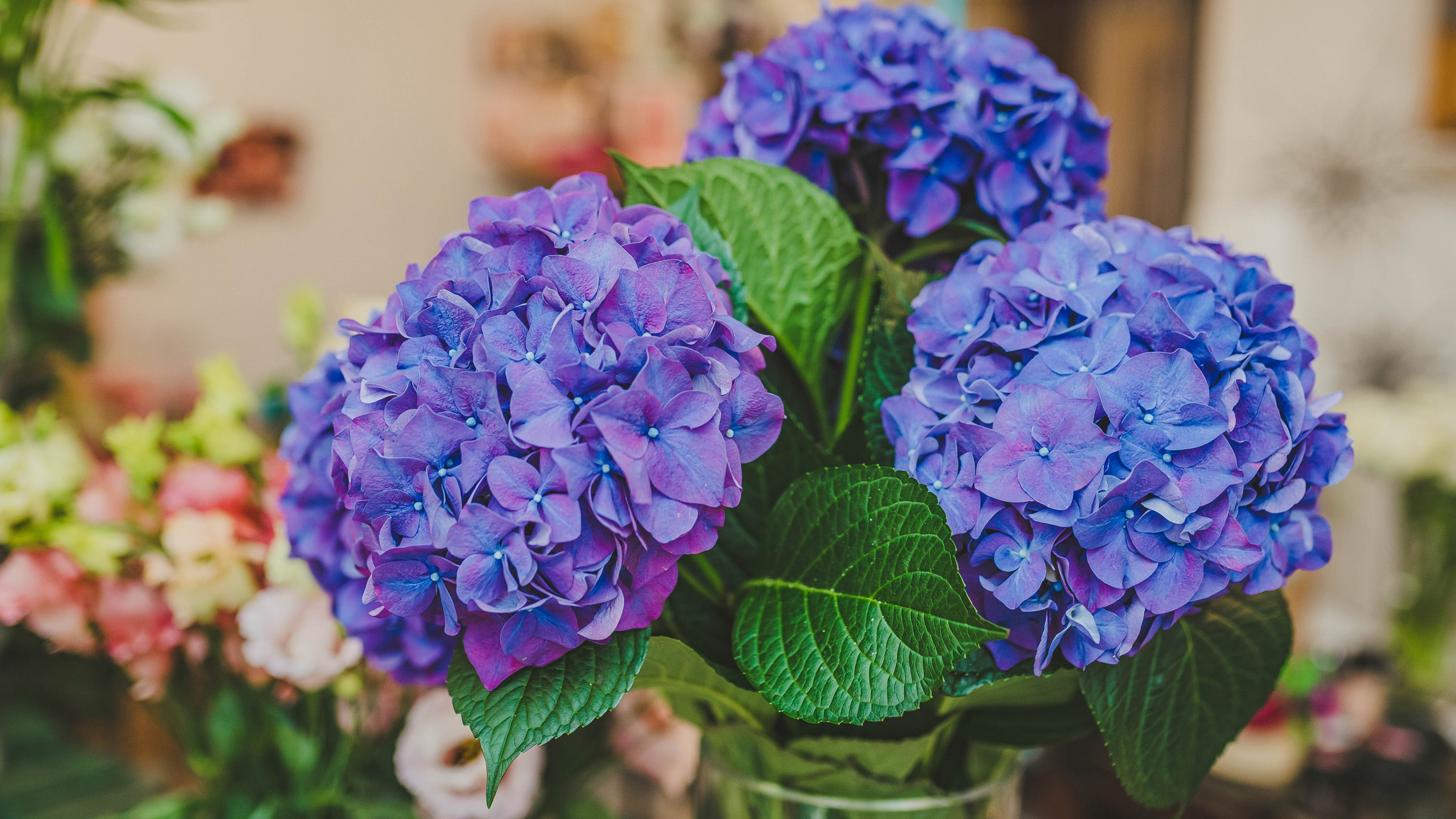 Free download wallpaper Flowers, Flower, Earth, Hydrangea on your PC desktop