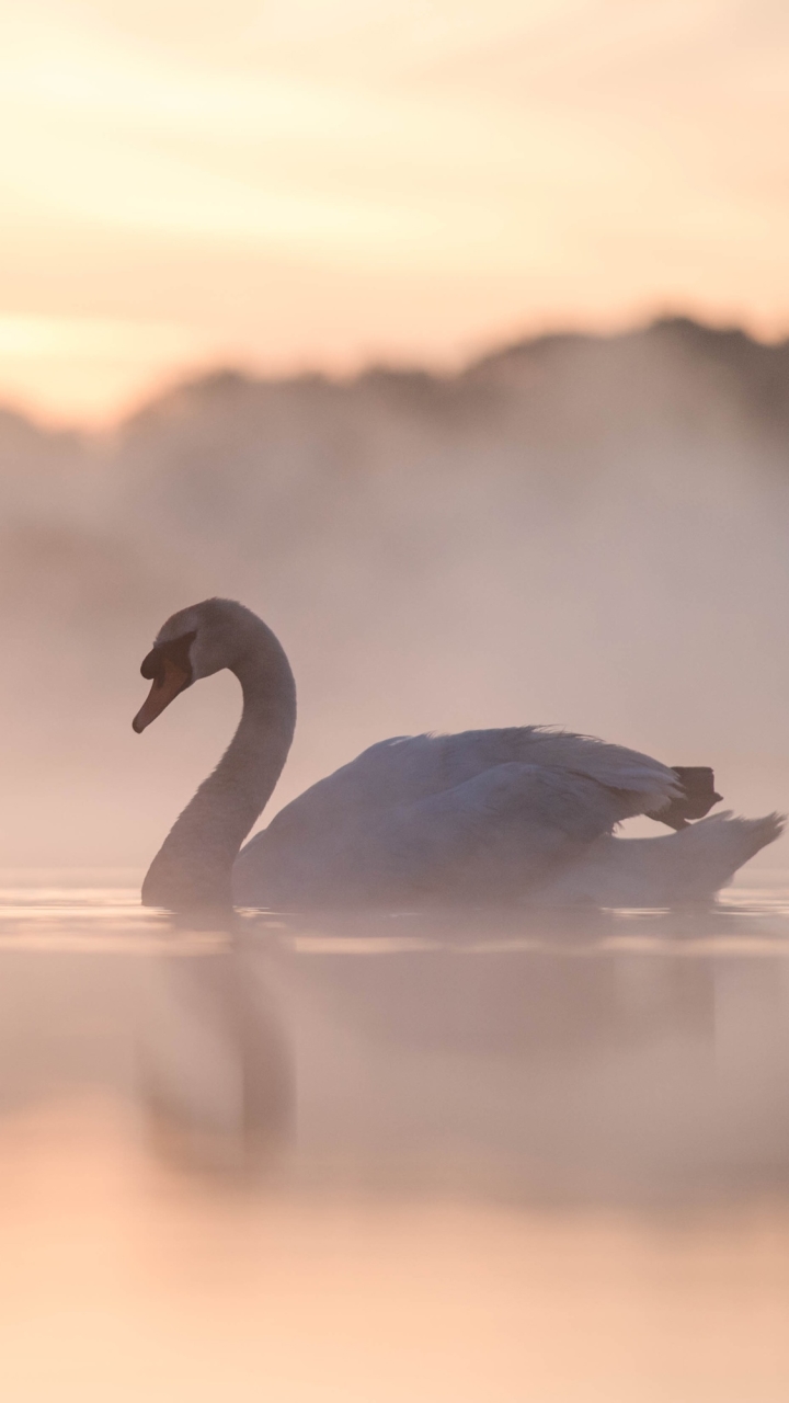 Descarga gratuita de fondo de pantalla para móvil de Animales, Agua, Reflexión, Pájaro, Niebla, Cisne, Aves, Ave, Reflejo, Cisne Vulgar.