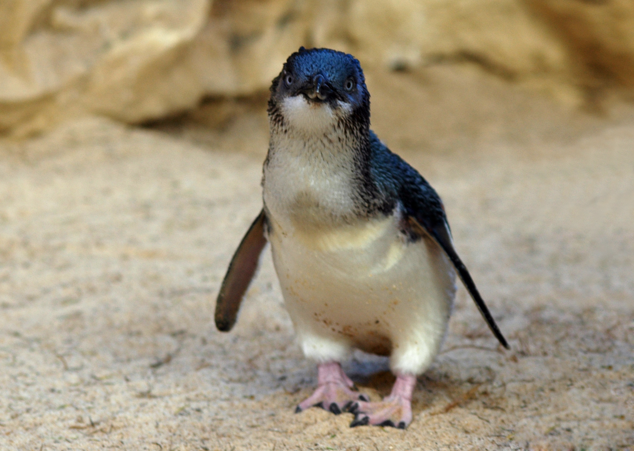 Laden Sie Feenhafter Pinguin HD-Desktop-Hintergründe herunter
