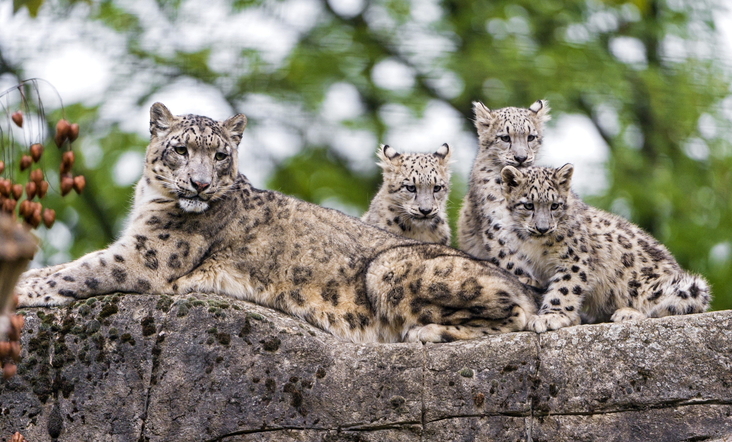 Free download wallpaper Cats, Snow Leopard, Animal, Cub on your PC desktop