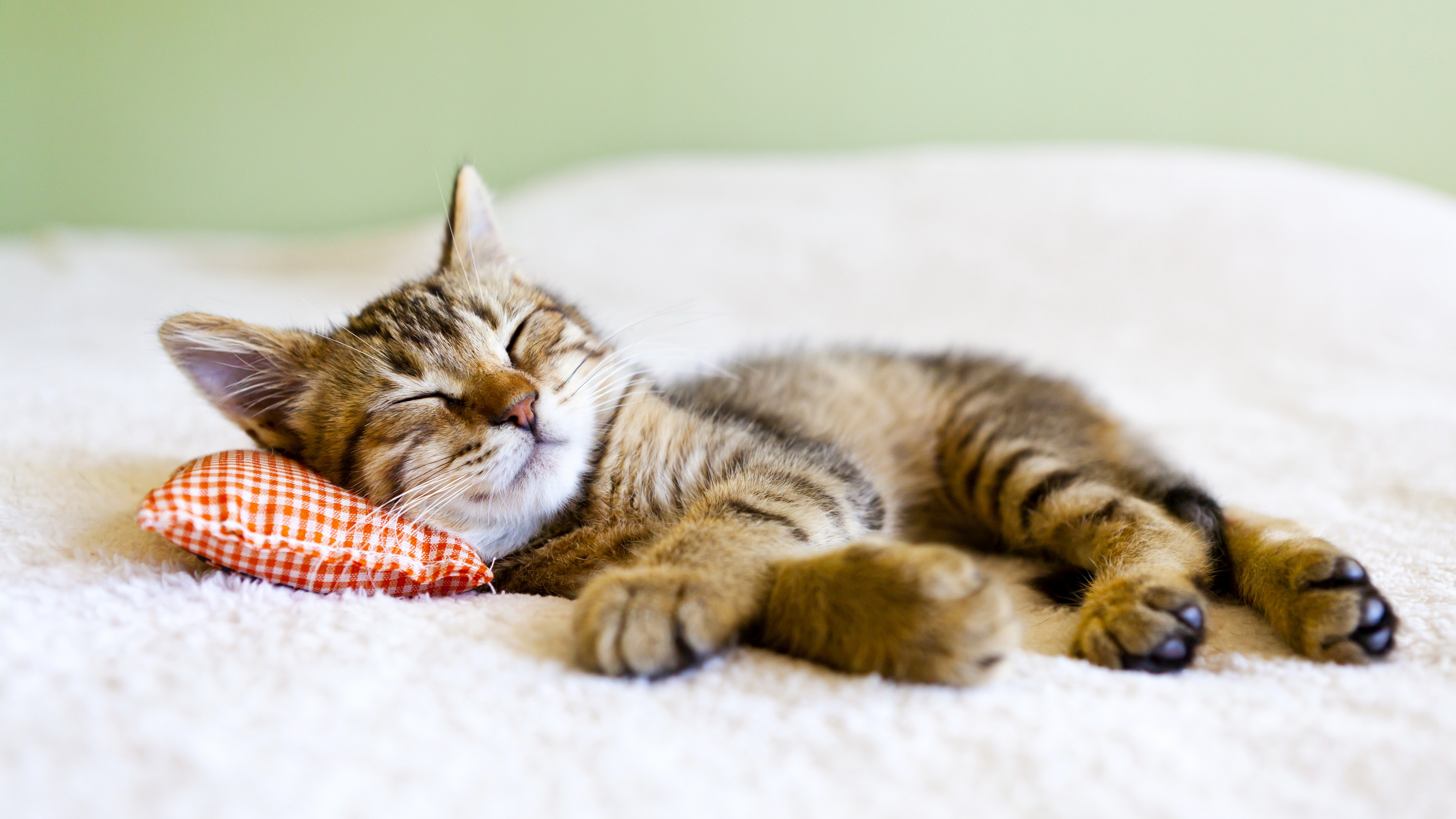 484112 скачать картинку спать, котенок, кошки, животные, кошка, милые, подушка - обои и заставки бесплатно