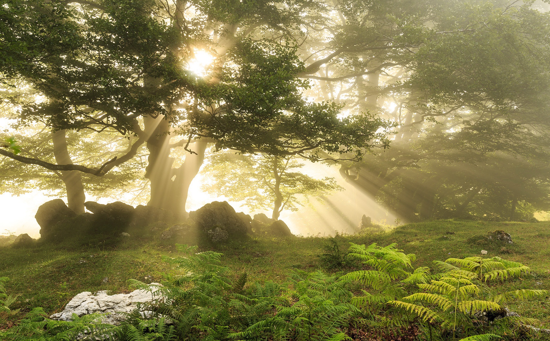 Téléchargez gratuitement l'image Arbre, Verdure, Rayon De Soleil, La Nature, Terre/nature sur le bureau de votre PC