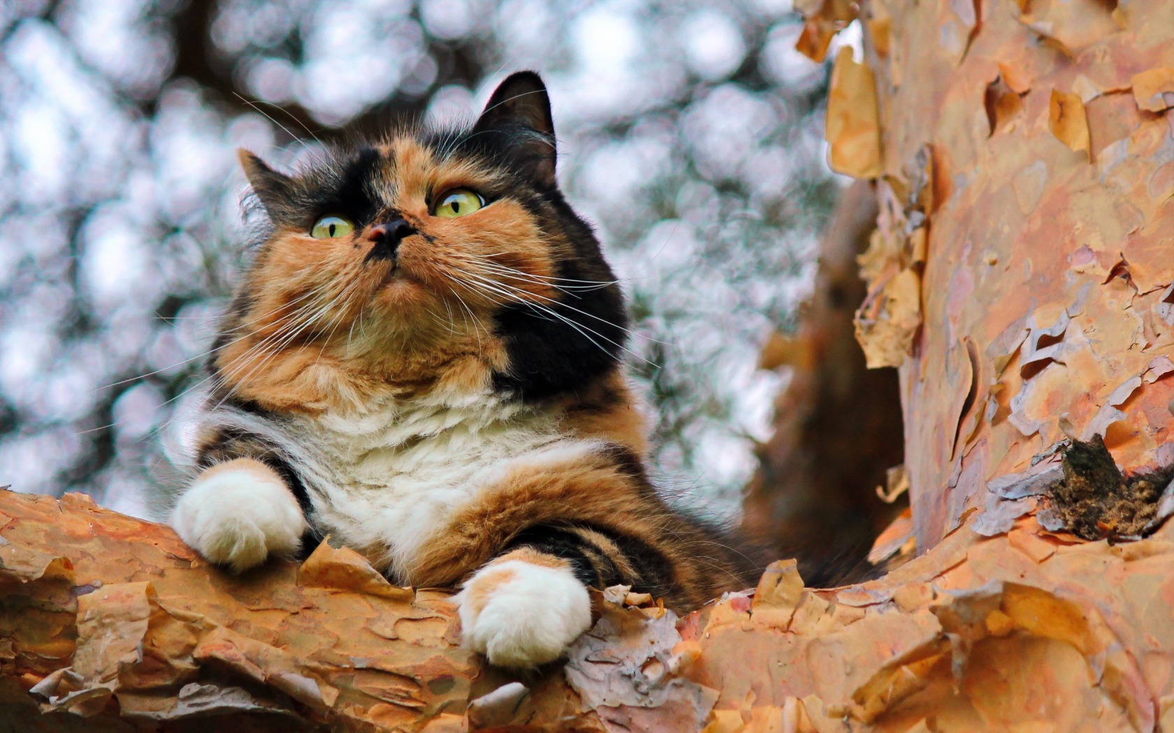 Baixe gratuitamente a imagem Animais, Gatos, Gato na área de trabalho do seu PC