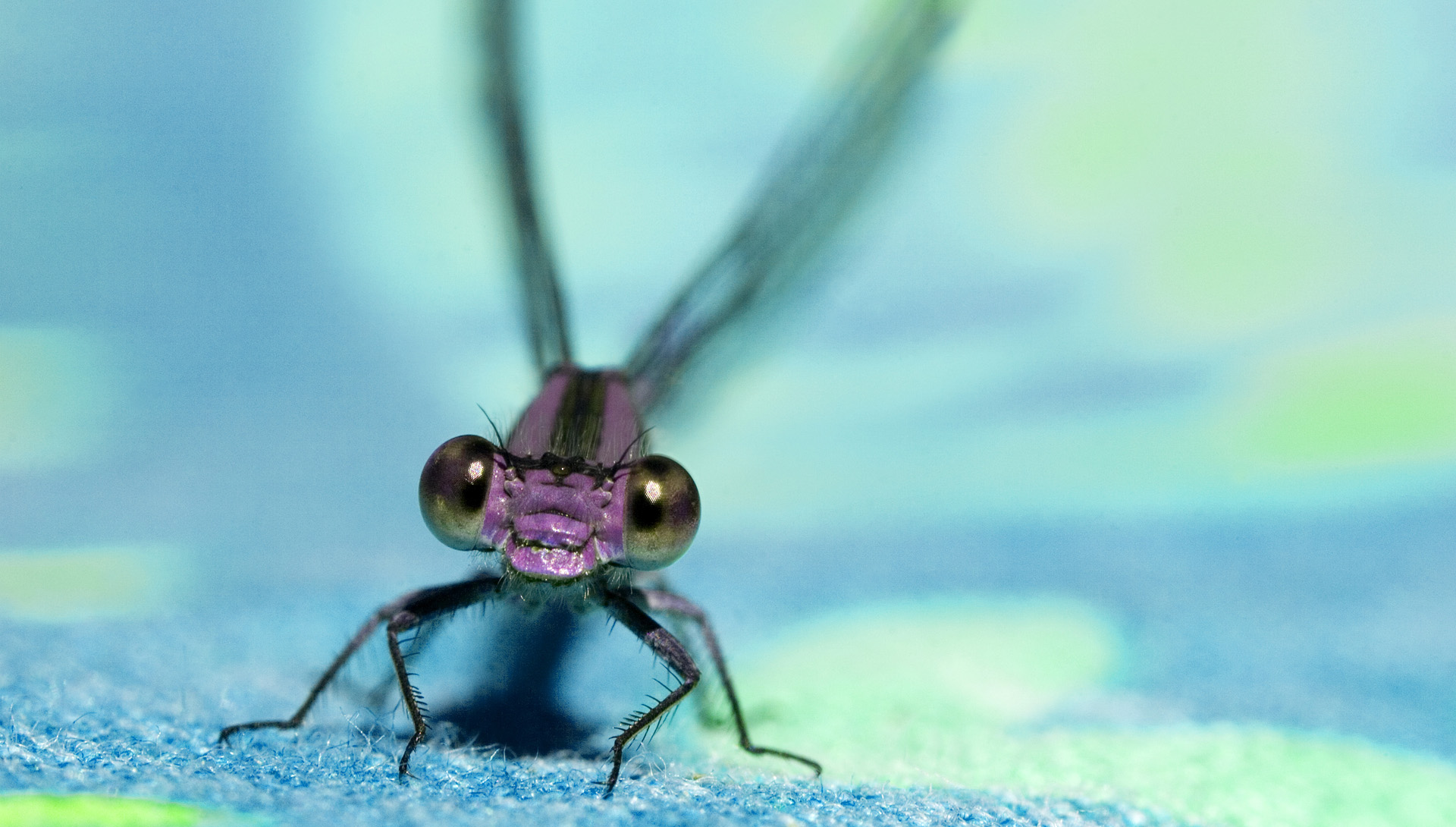 Téléchargez des papiers peints mobile Insecte, Animaux gratuitement.