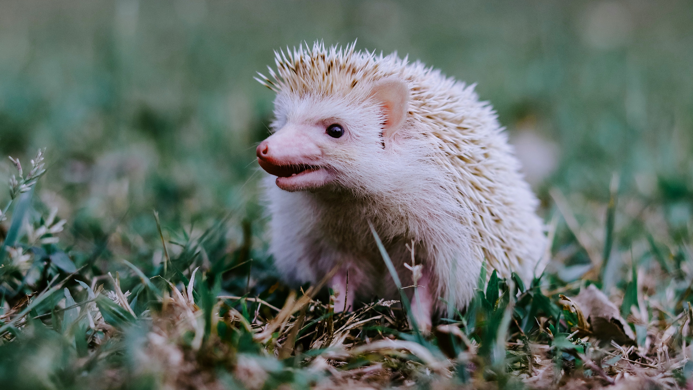 Download mobile wallpaper Grass, Animal, Hedgehog for free.