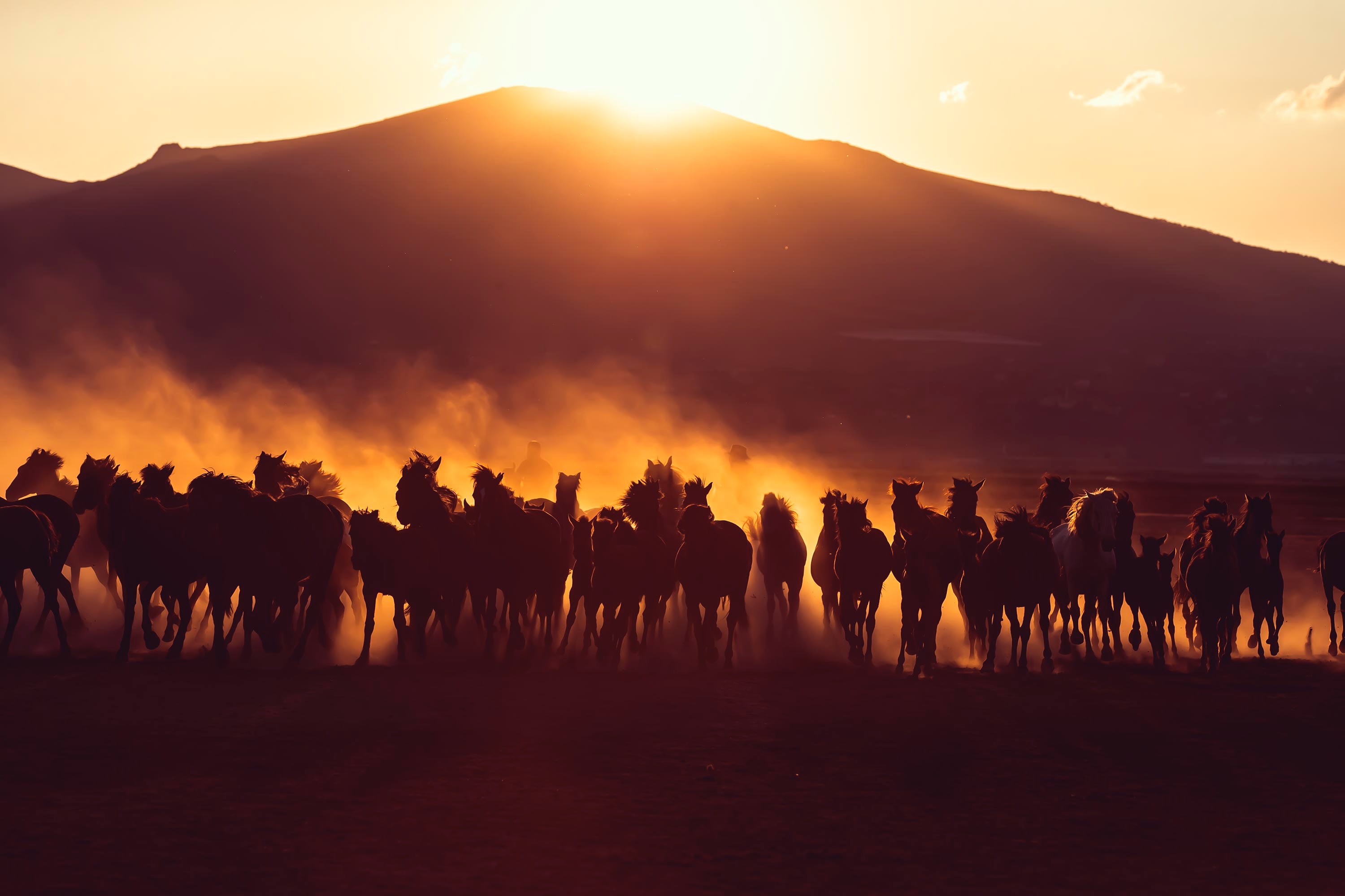 horses, herd, dark, animals, sunset, dust HD wallpaper