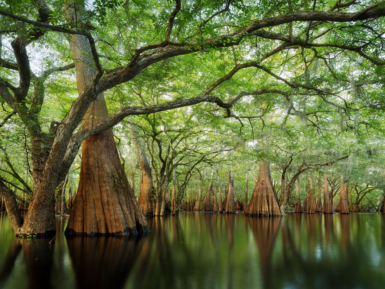 Téléchargez gratuitement l'image Arbre, Terre/nature sur le bureau de votre PC