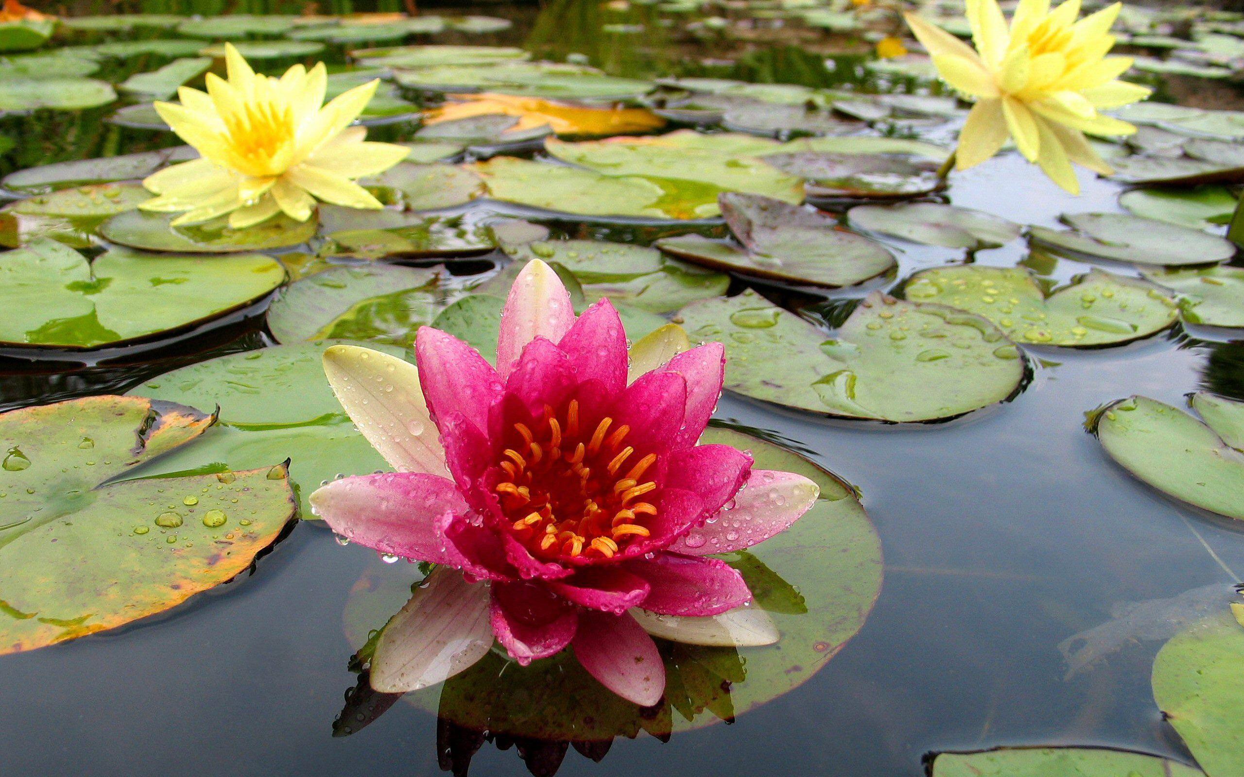 plants, flowers, water, water lilies