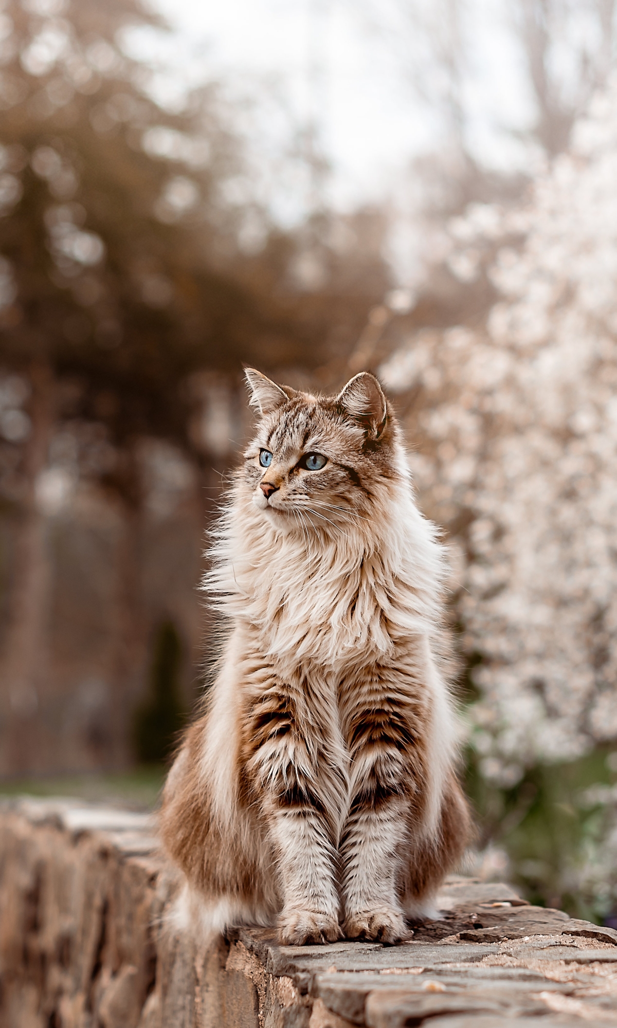 Download mobile wallpaper Cats, Cat, Animal for free.