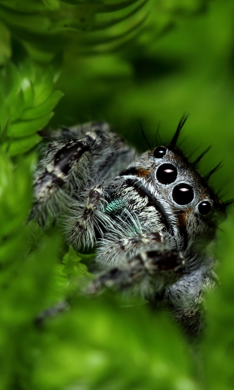1111016 descargar fondo de pantalla animales, araña, arañas saltarinas, araña saltadora, arañas: protectores de pantalla e imágenes gratis